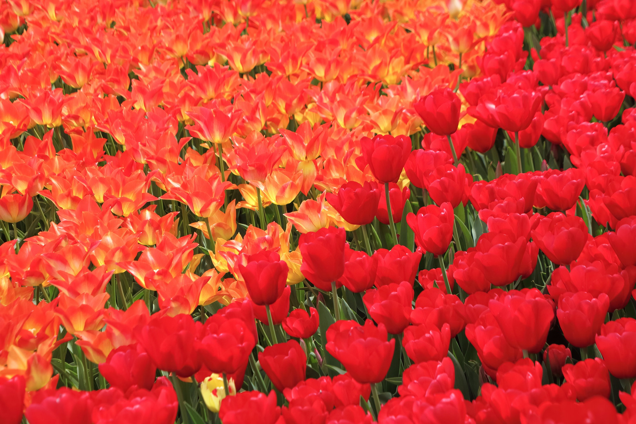 Обои цветы, бутоны, лепестки, весна, тюльпаны, flowers, buds, petals, spring, tulips разрешение 2048x1365 Загрузить