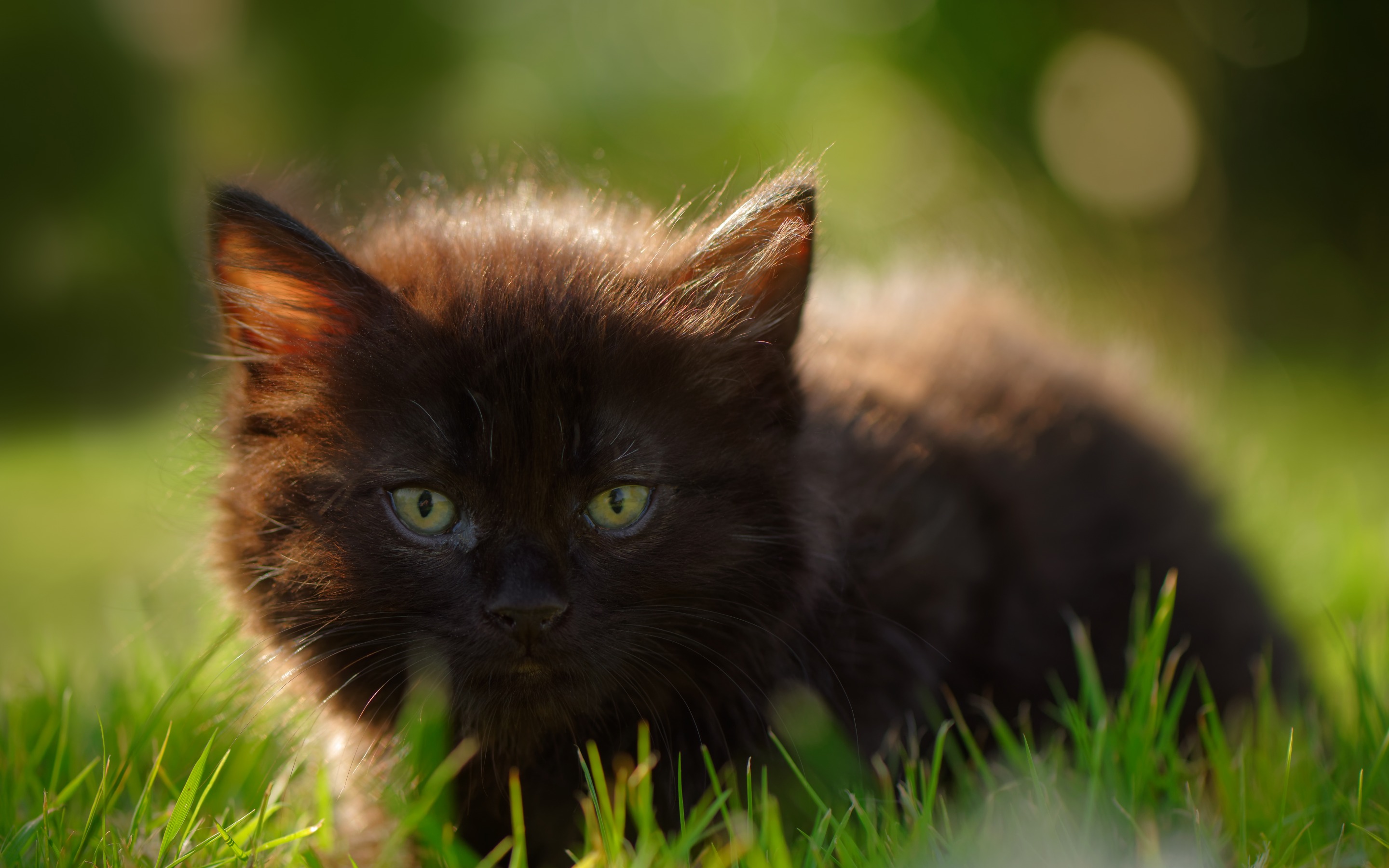 Темно небольшой. Черный котенок. Чёрный котёнок с зелёными глазами. Кот с зелеными глазами. Коричневый кот с зелеными глазами.