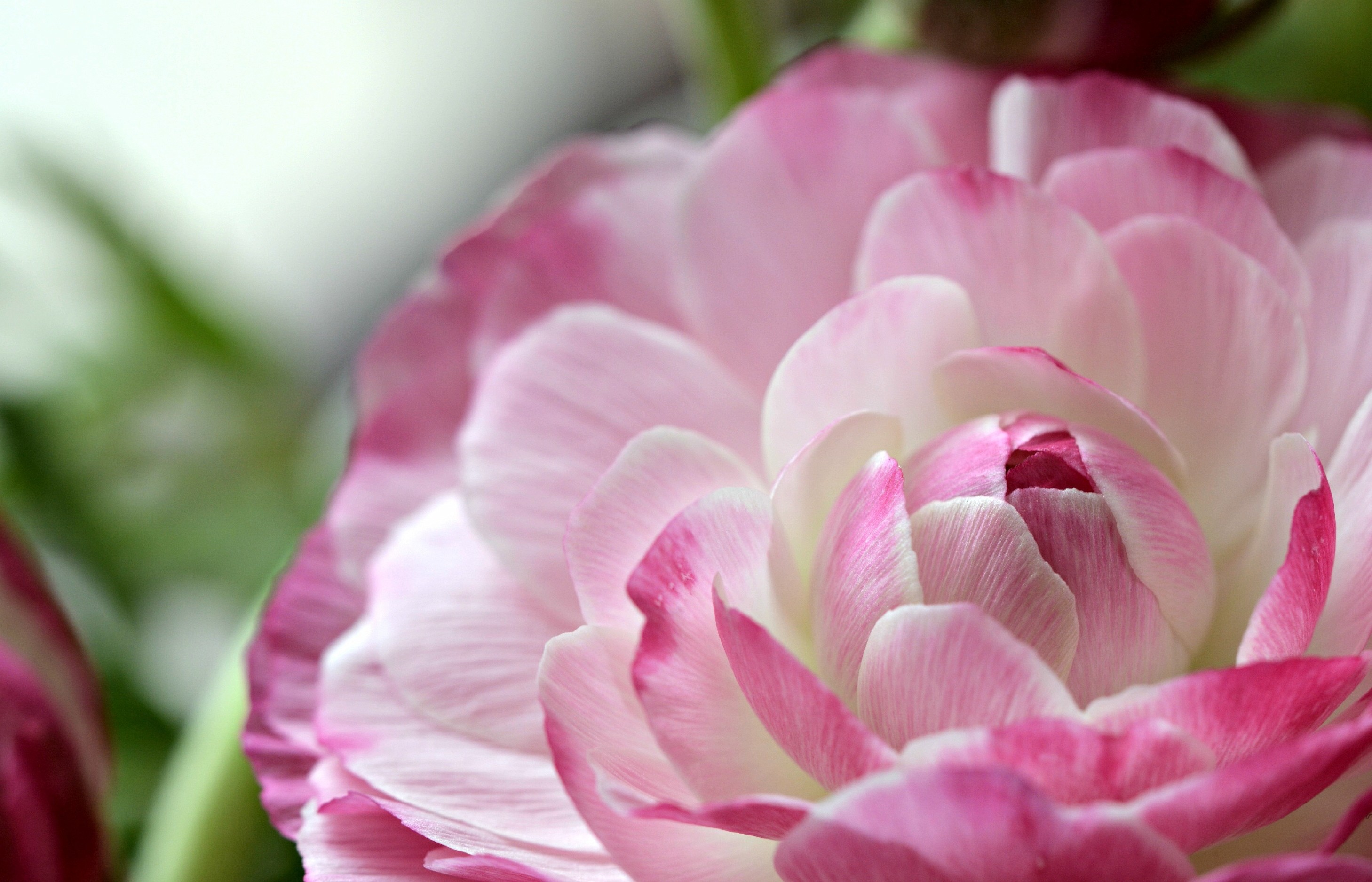 Пионовые тюльпаны. Пионовидный тюльпан. Тюльпан пионовидный розовый. Цветок пионовидный Лютик. Пионовидный Лотос.