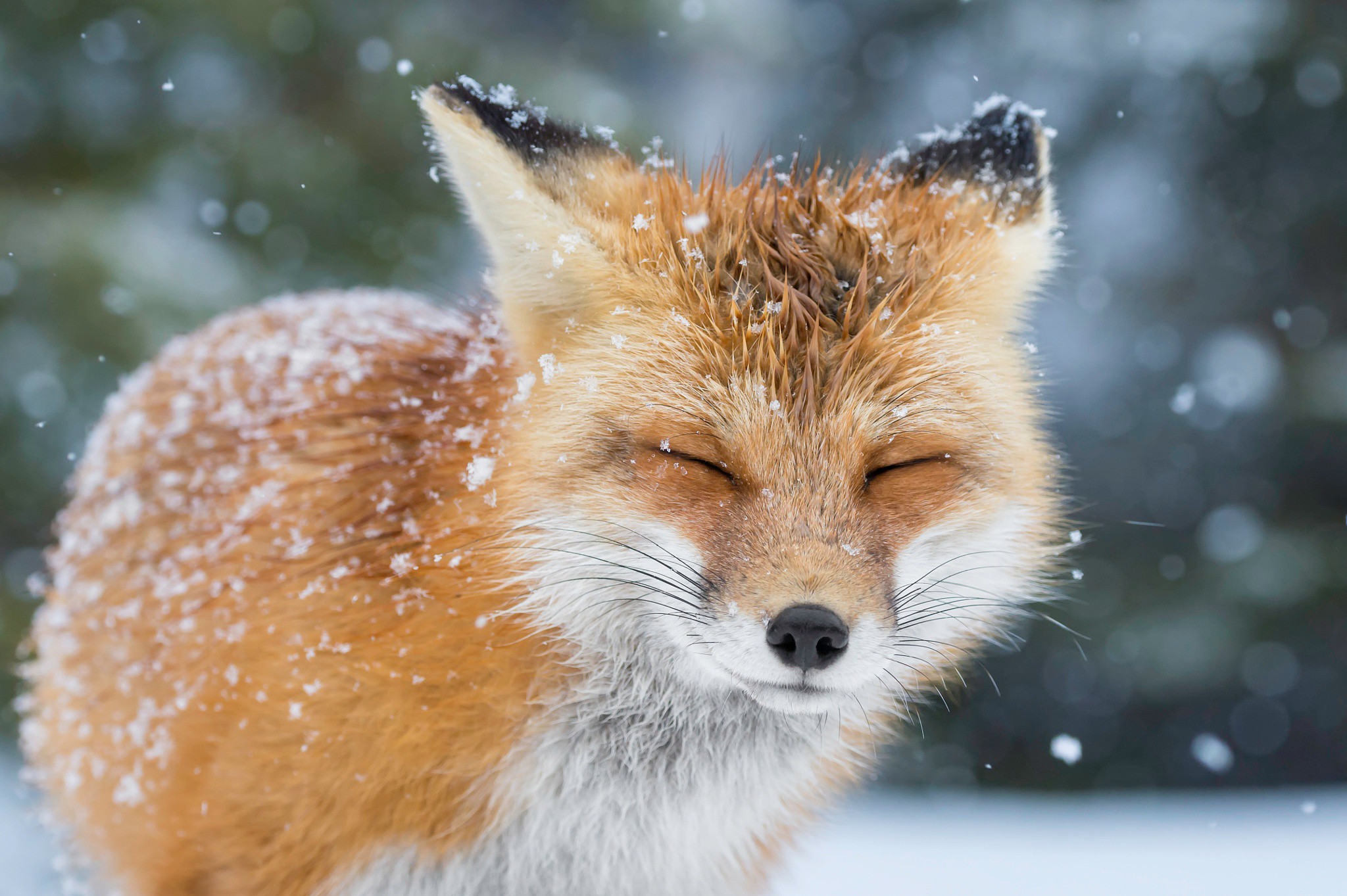 Обои снег, зима, лиса, лисица, животное, закрытые глаза, snow, winter, fox, animal, closed eyes разрешение 2048x1363 Загрузить