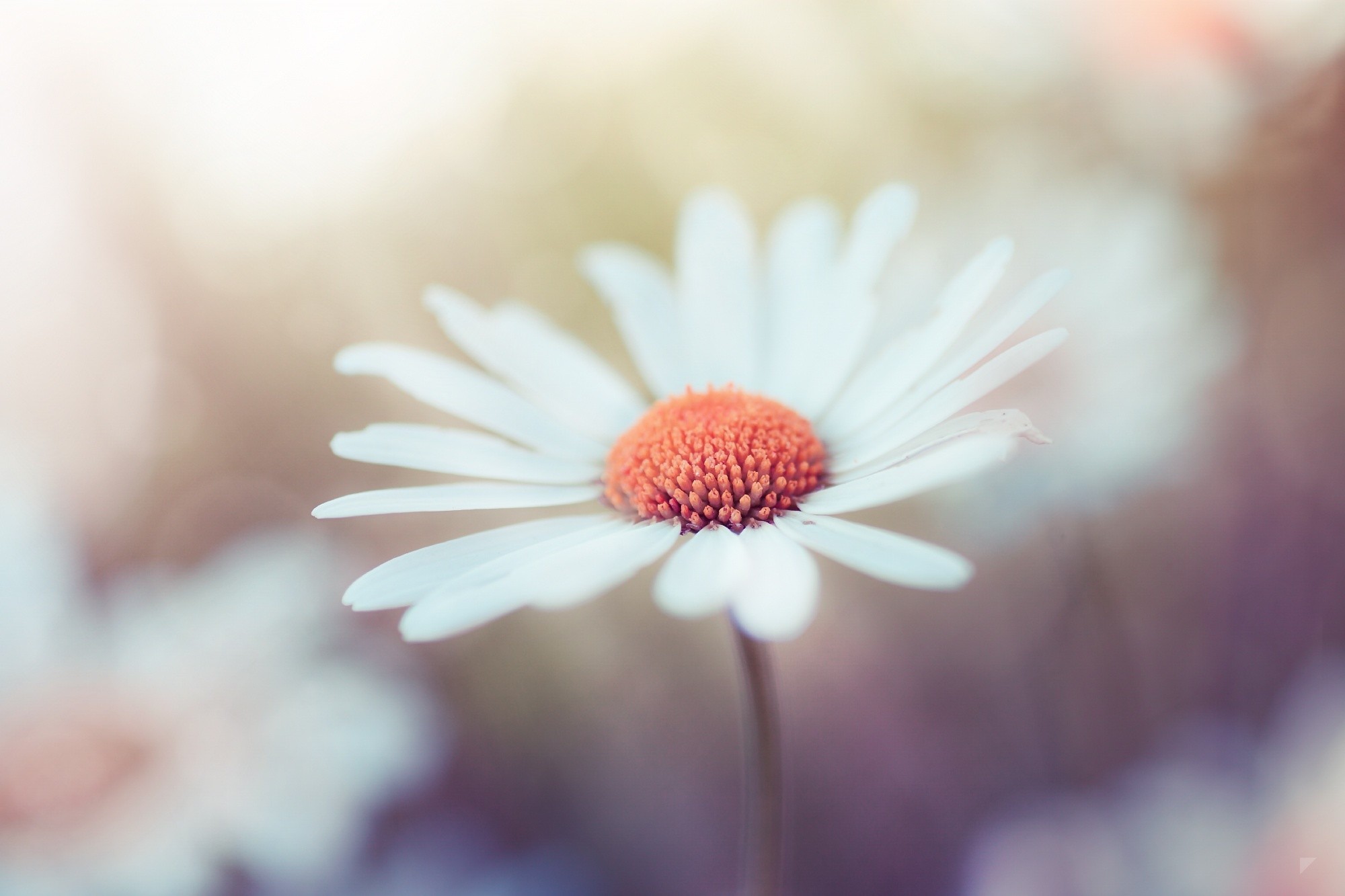 Обои макро, цветок, лепестки, ромашка, robin de blanche, macro, flower, petals, daisy разрешение 2000x1333 Загрузить