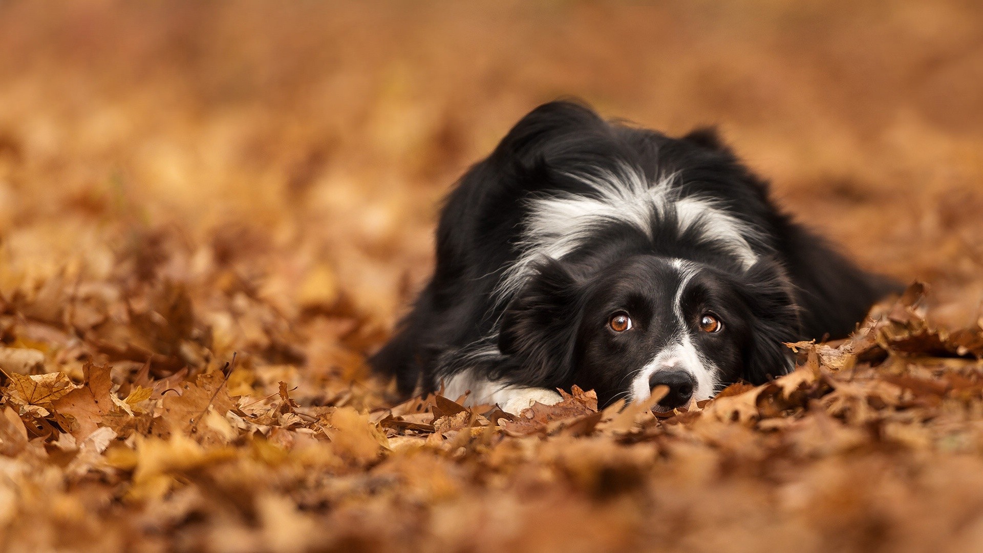 Обои глаза, листья, взгляд, осень, собака, лежит, бордер-колли, eyes, leaves, look, autumn, dog, lies, the border collie разрешение 1920x1080 Загрузить