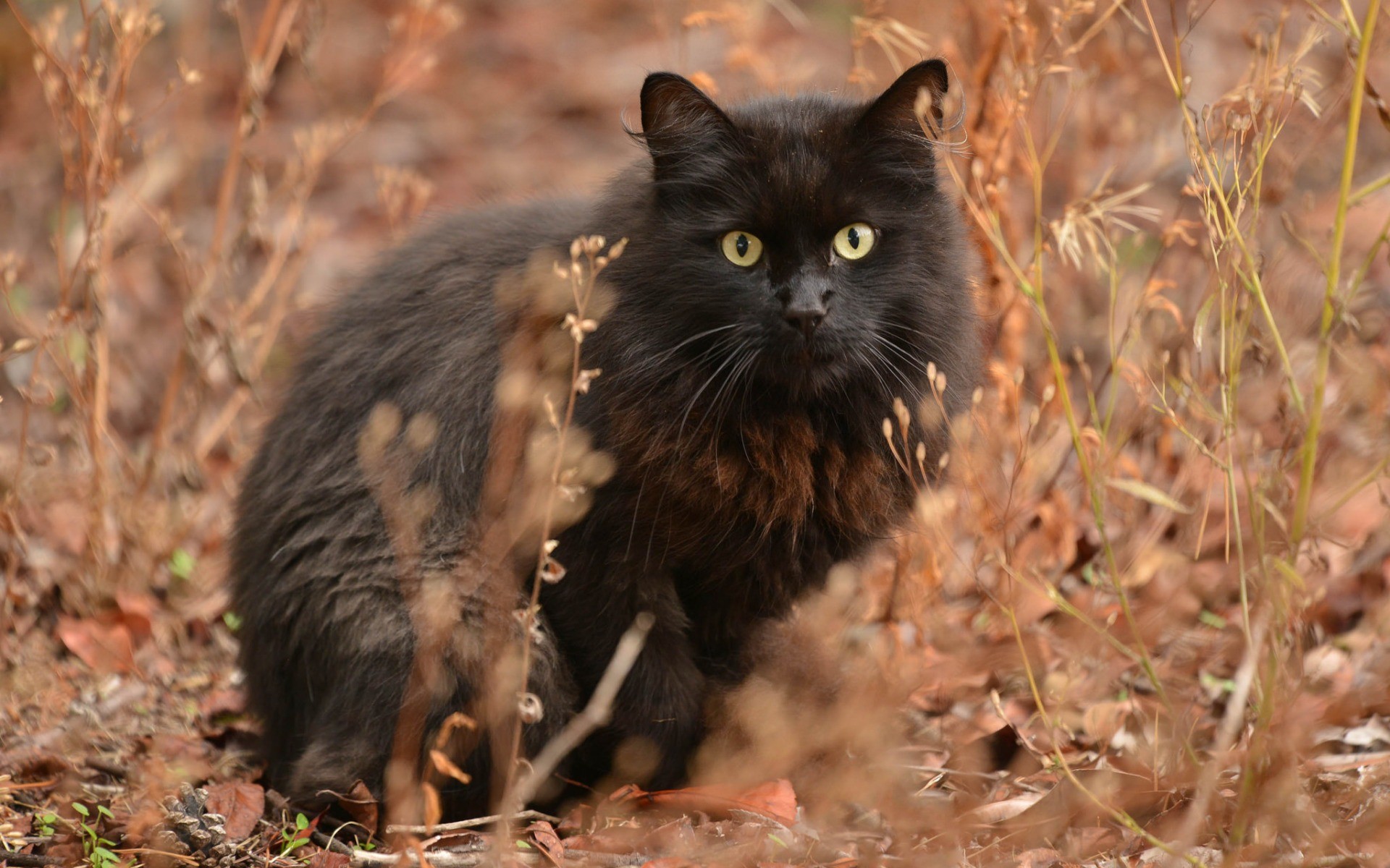 Обои кот, мордочка, усы, кошка, взгляд, пушистый, черный, ушки, сухая трава, dry grass, cat, muzzle, mustache, look, fluffy, black, ears разрешение 1920x1200 Загрузить