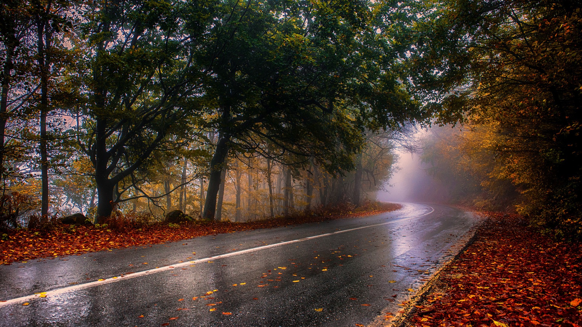 Обои дорога, деревья, природа, лес, пейзаж, туман, осень, дождь, road, trees, nature, forest, landscape, fog, autumn, rain разрешение 1920x1080 Загрузить