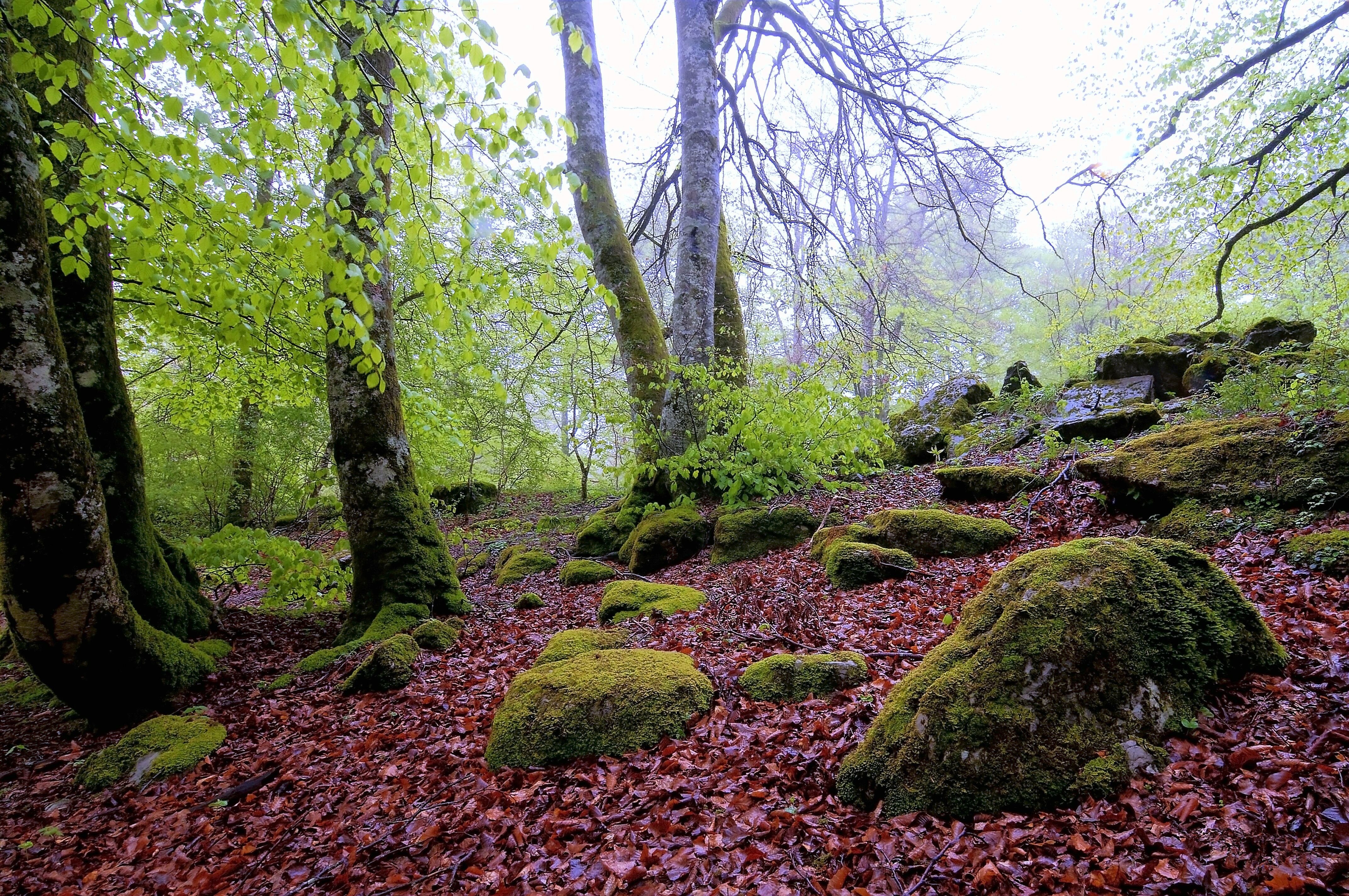 Forest rock. Камни в лесу. Каменное дерево. Лес камни мох. Осенний мох.