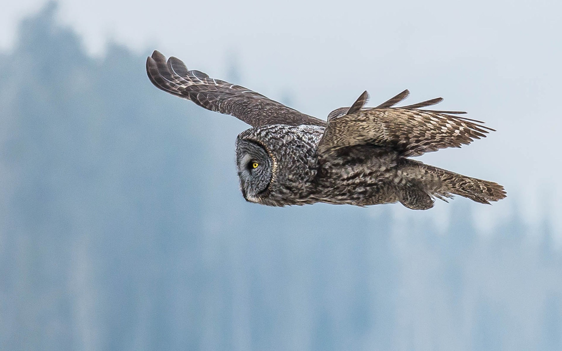 Обои глаза, сова, полет, крылья, птица, клюв, перья, неясыть, eyes, owl, flight, wings, bird, beak, feathers разрешение 1920x1200 Загрузить