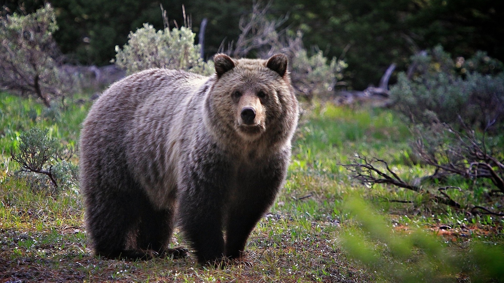 Обои морда, трава, природа, взгляд, медведь, face, grass, nature, look, bear разрешение 1920x1080 Загрузить