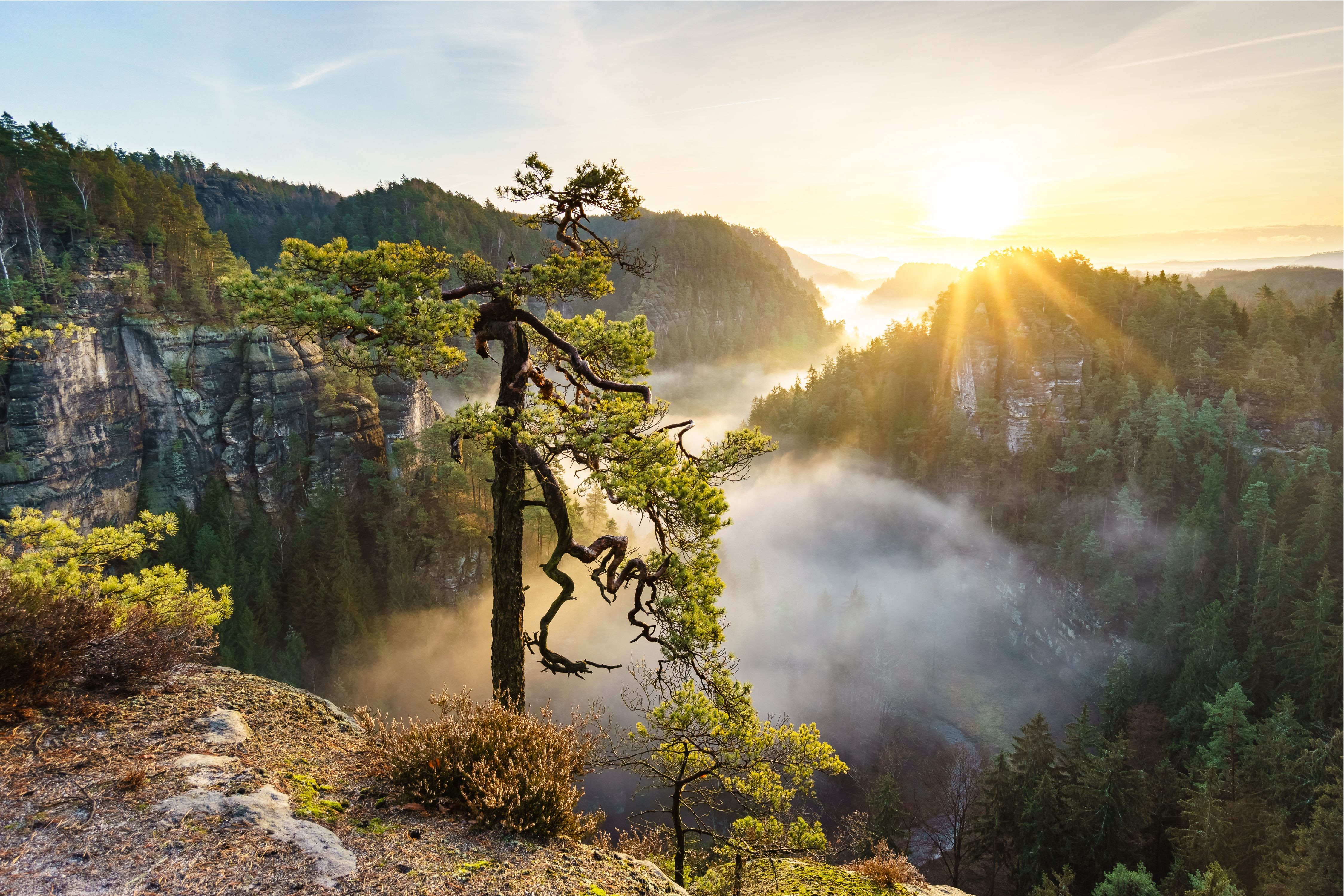 4 nature. Завораживающие пейзажи природы. Природа 4k. Горы деревья туман. Лес на скалах.