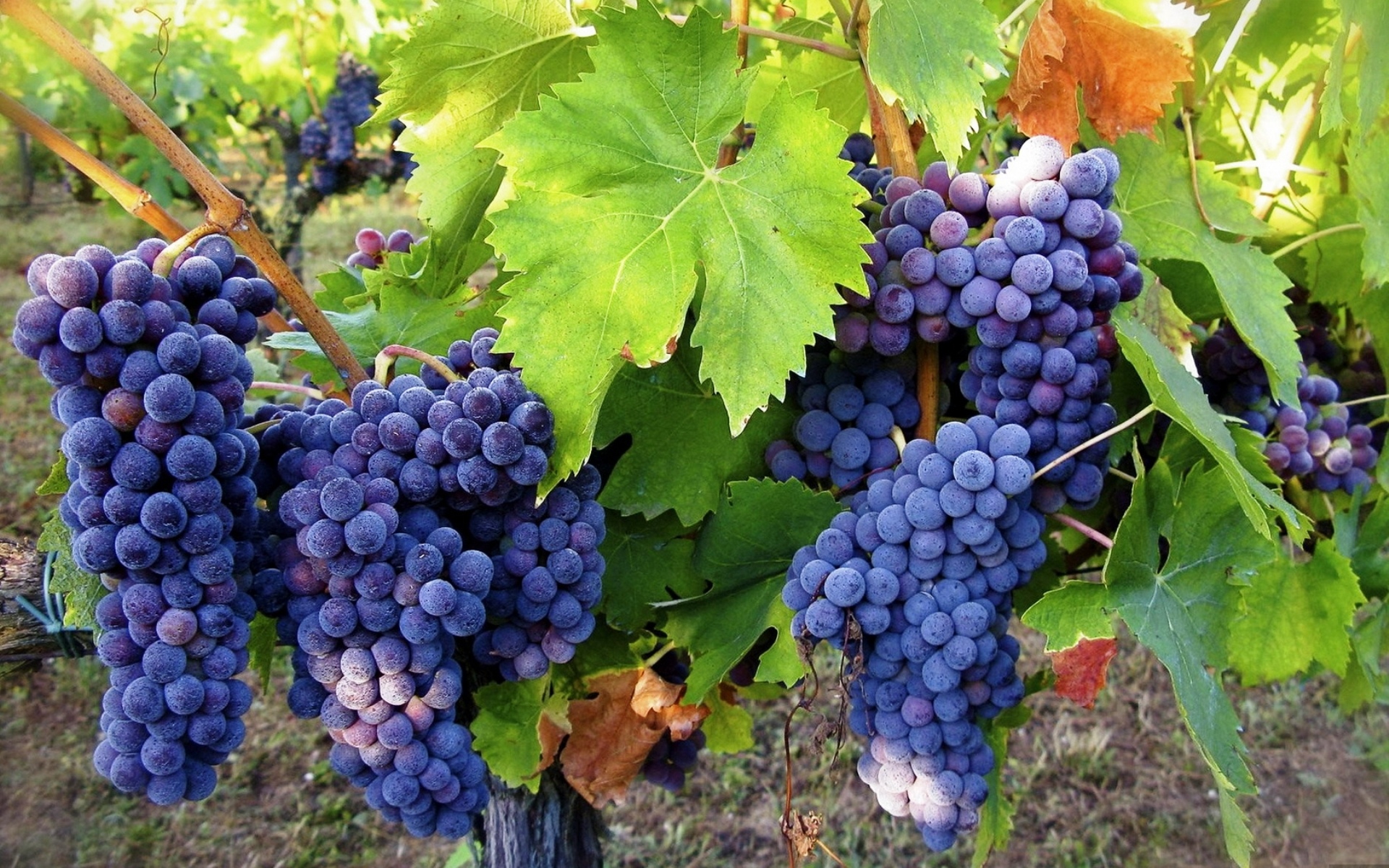 Обои листья, виноград, лоза, грозди, leaves, grapes, vine, bunches разрешение 1920x1200 Загрузить