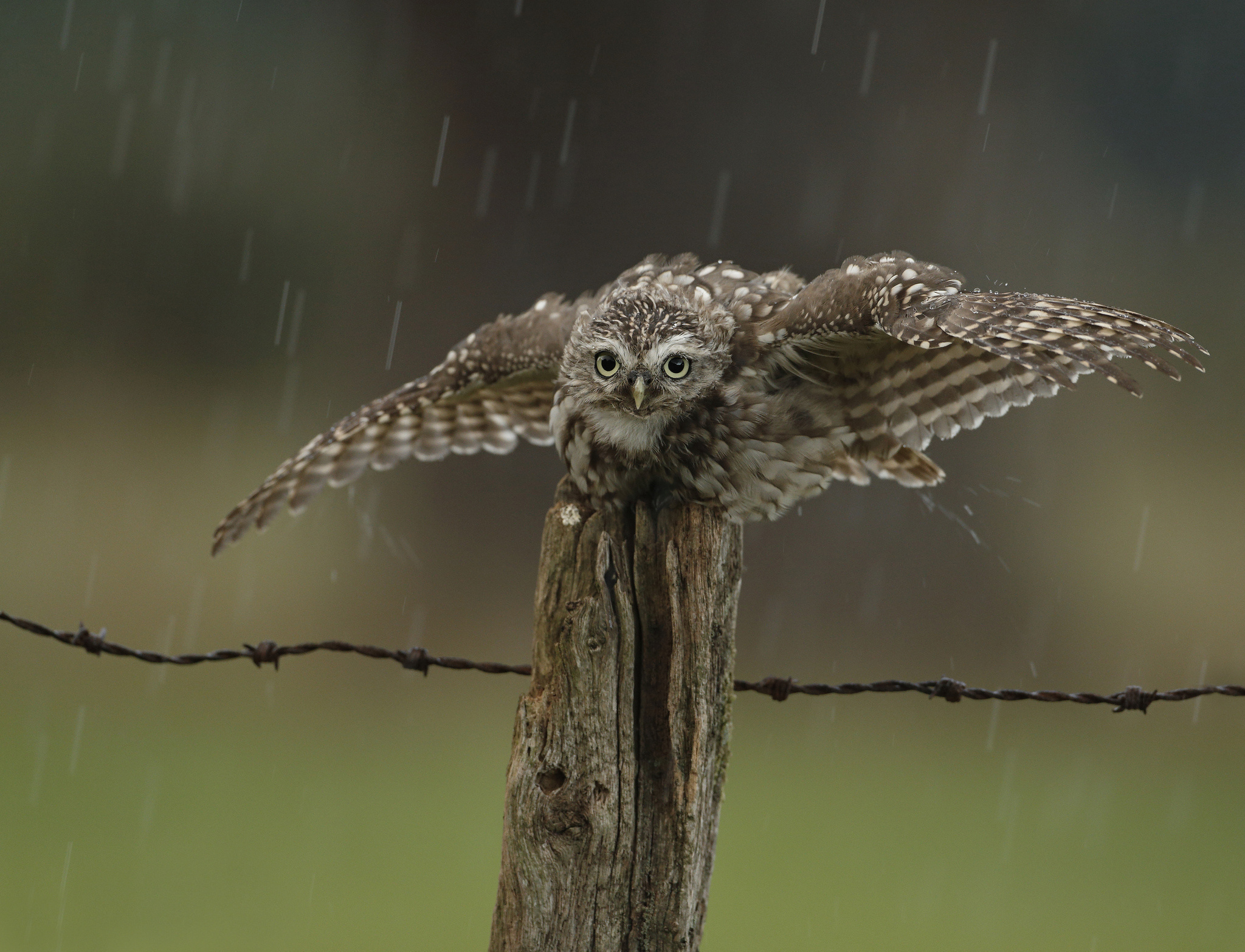 Обои сова, капли, забор, птица, дождь, owl, drops, the fence, bird, rain разрешение 2048x1567 Загрузить