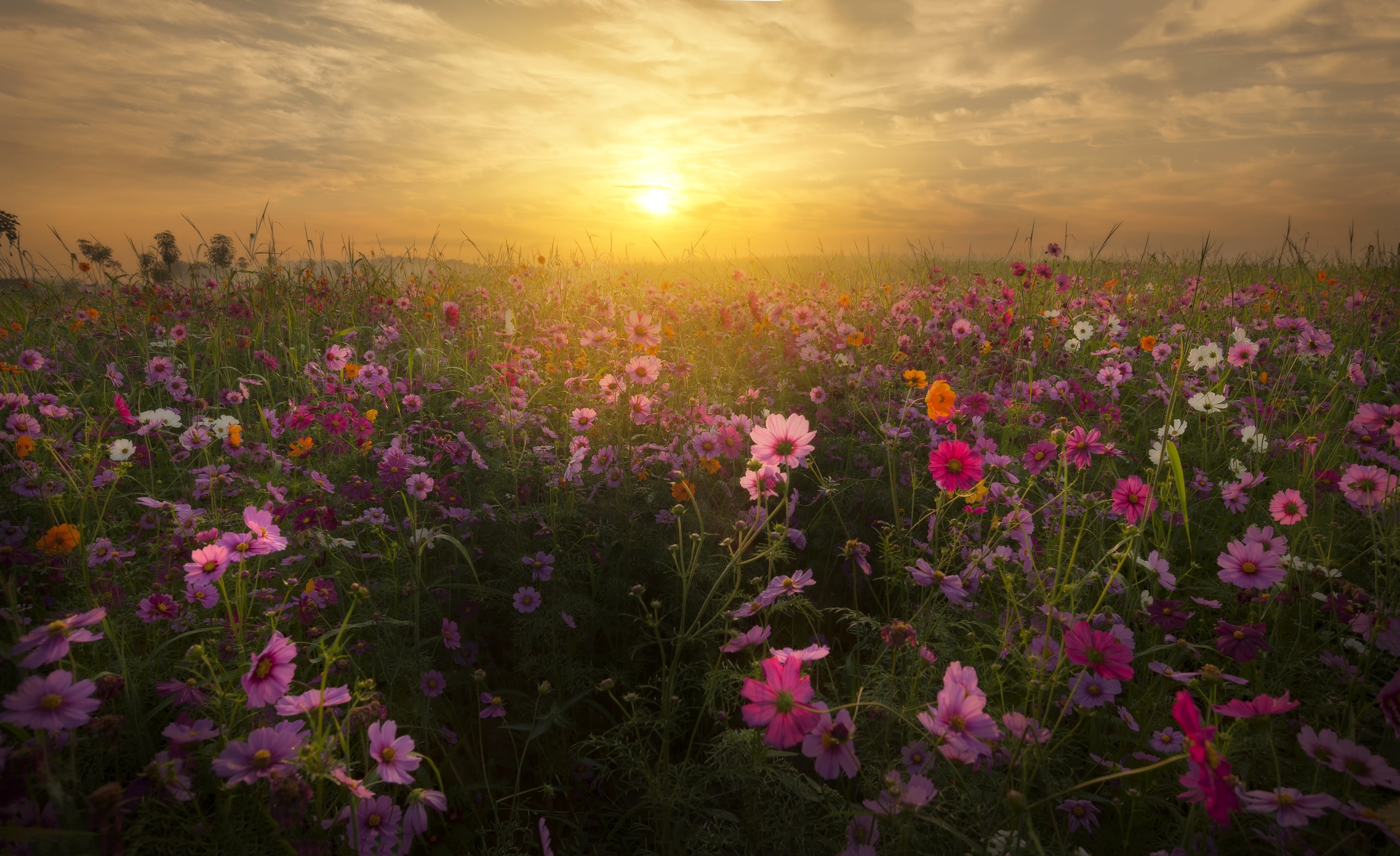 Flower sunset. Космея поле. Поле с цветами. Цветущее поле. Июньские цветы.