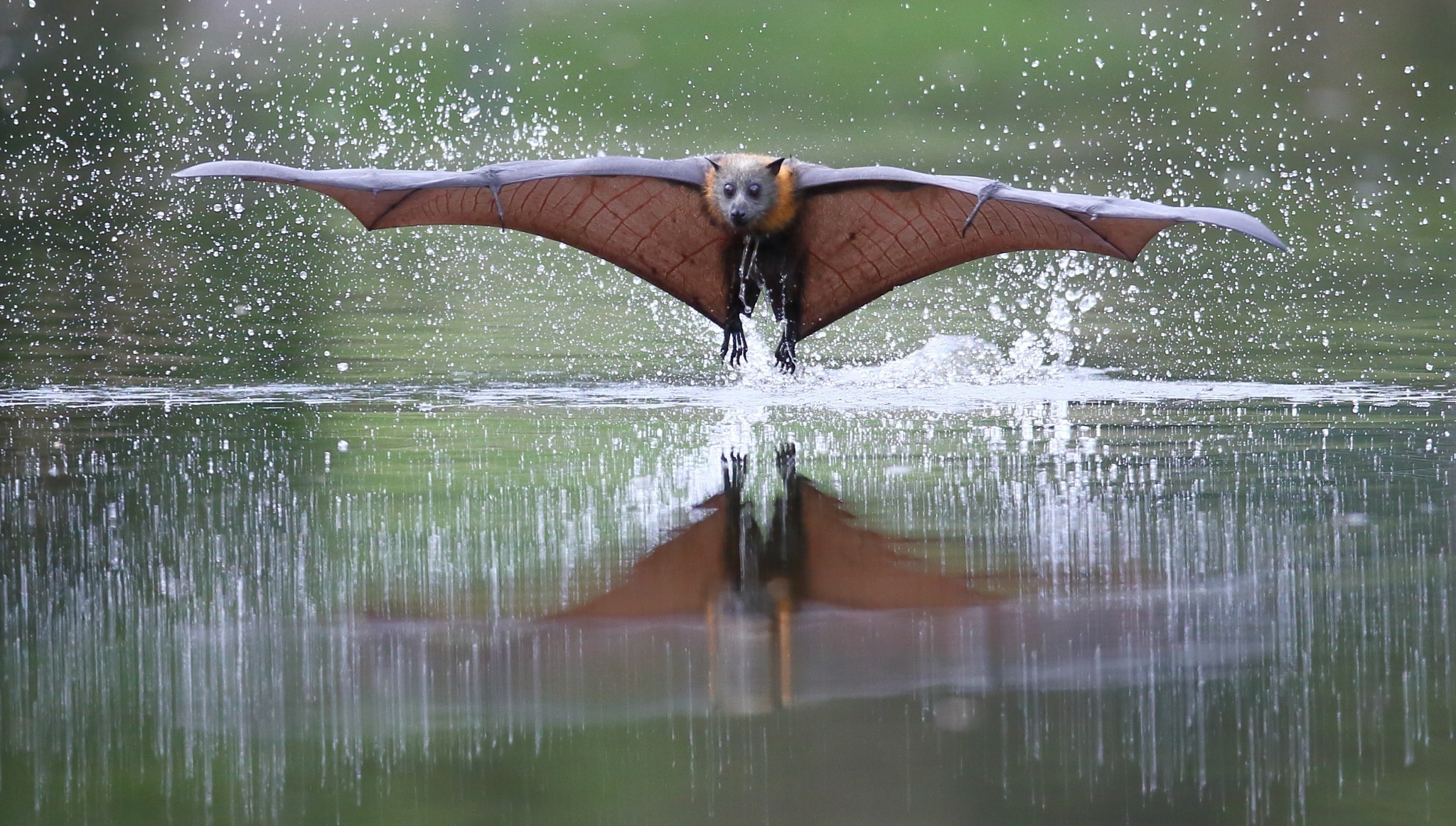 Обои вода, полет, капли, крылья, рукокрылые, летучая лисица, water, flight, drops, wings, bats, flying fox разрешение 2048x1162 Загрузить