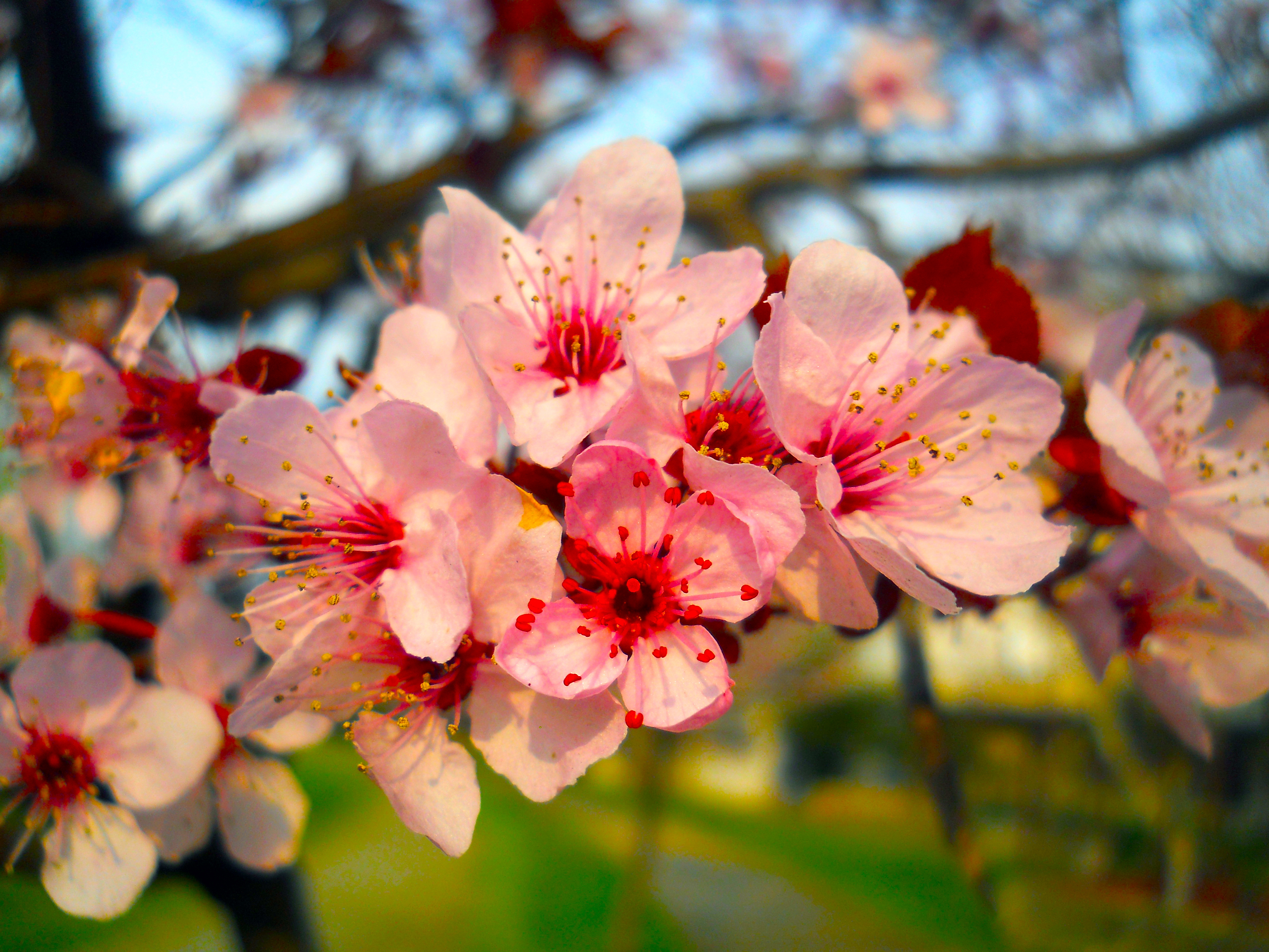 Зацвели цветочки. Сакура цветение растения. Японская слива цветение. Соцветие Сакуры. Сакура гуллари.