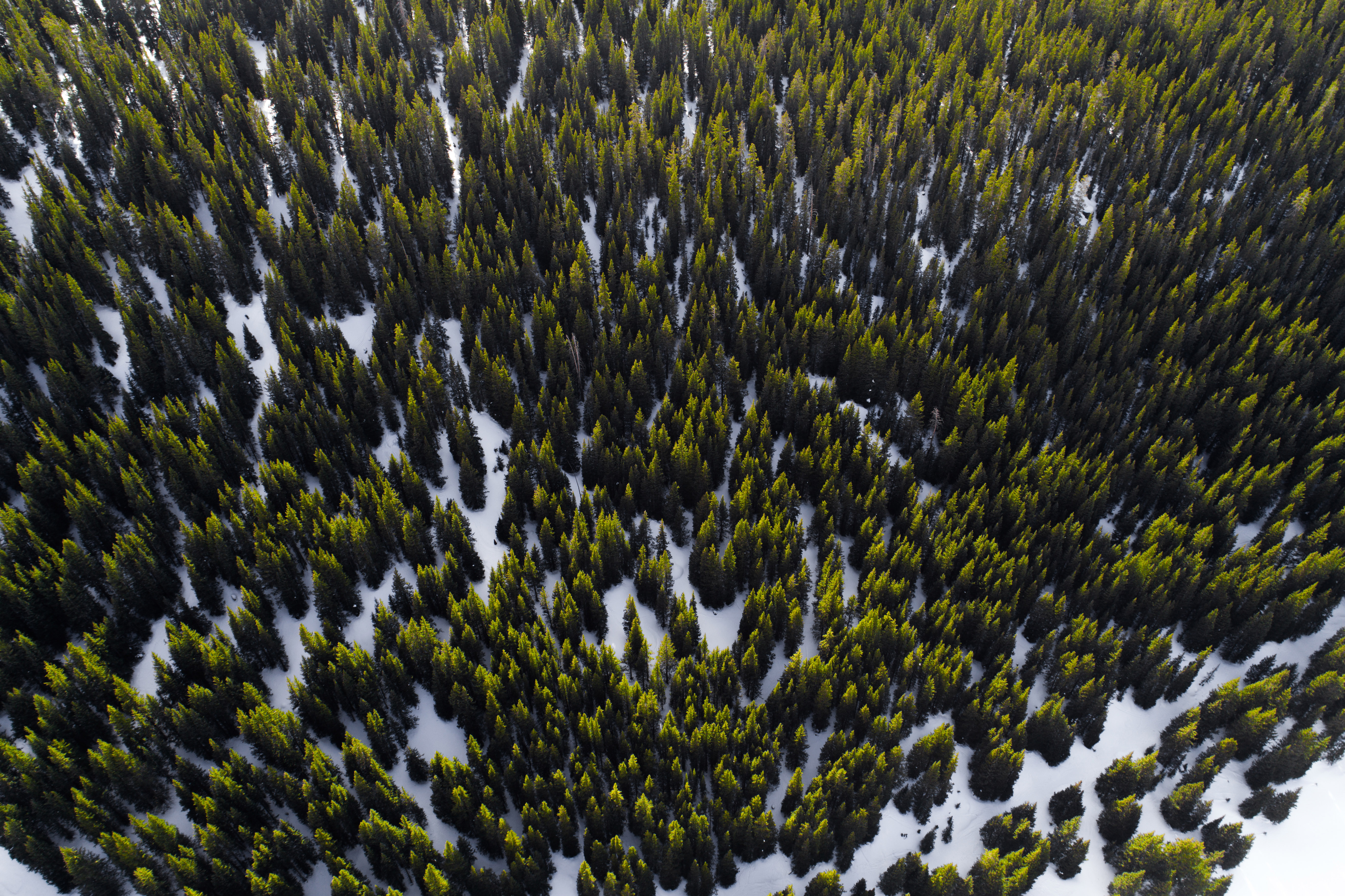 Обои деревья, снег, лес, вид сверху, trees, snow, forest, the view from the top разрешение 5464x3640 Загрузить