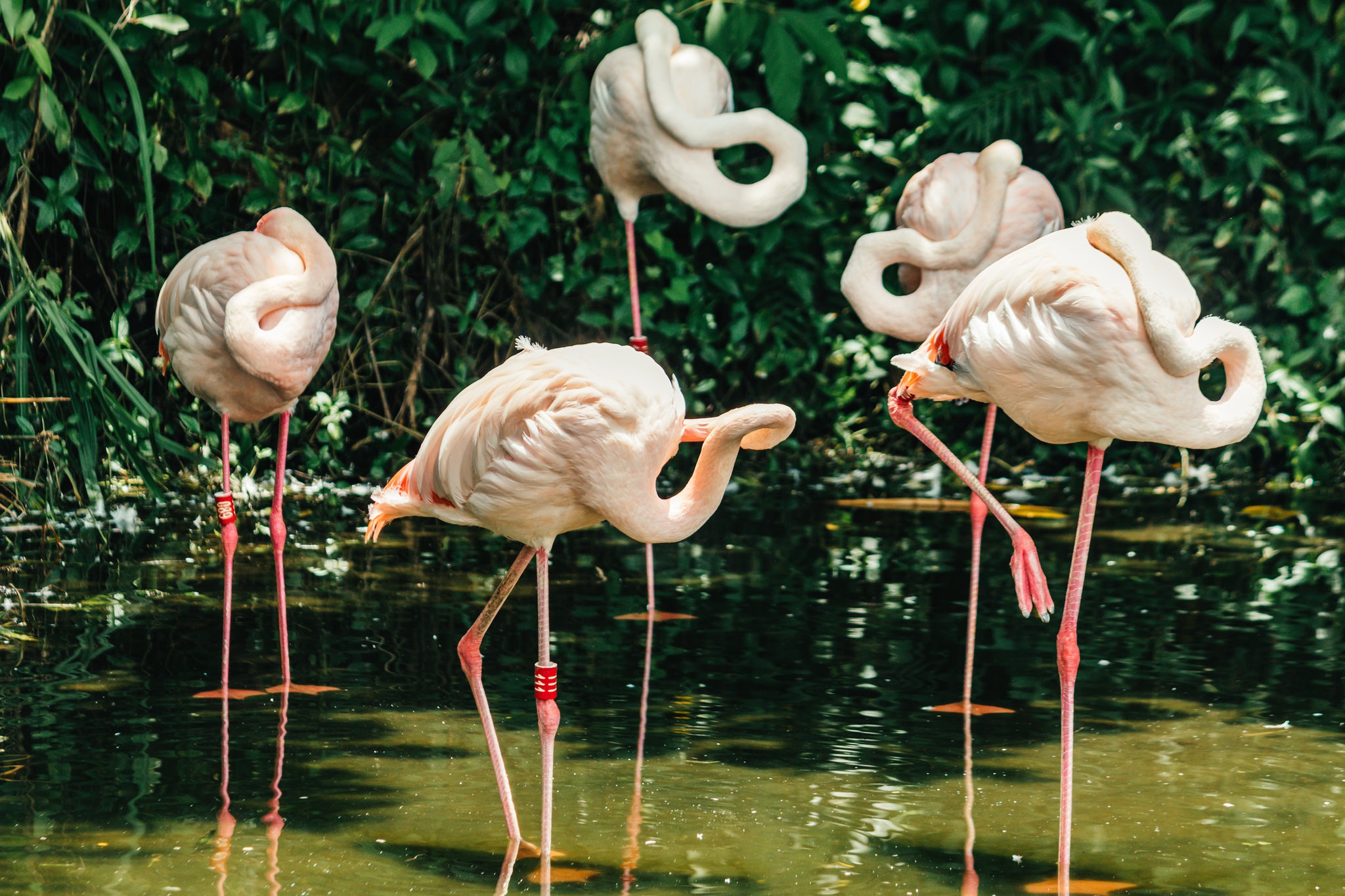 Обои фламинго, птицы, розовые, перья, flamingo, birds, pink, feathers разрешение 2048x1365 Загрузить