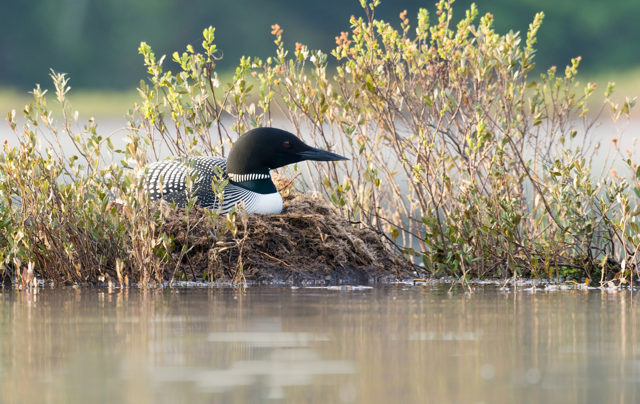 Обои трава, природа, водоем, птица, клюв, черноклювая гагара, гагара, grass, nature, pond, bird, beak, chernokova loon, loon разрешение 2048x1293 Загрузить