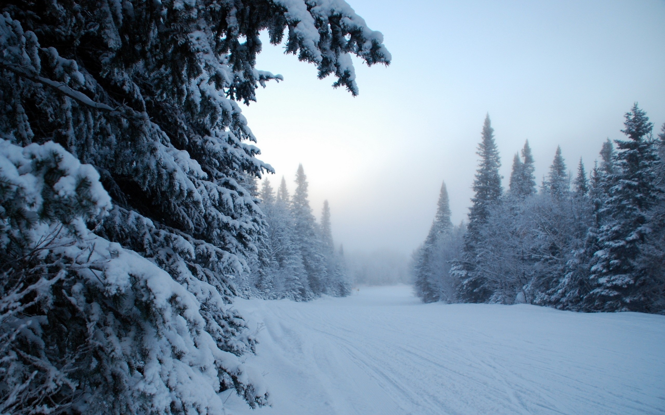Обои деревья, снег, зима, trees, snow, winter разрешение 2560x1600 Загрузить