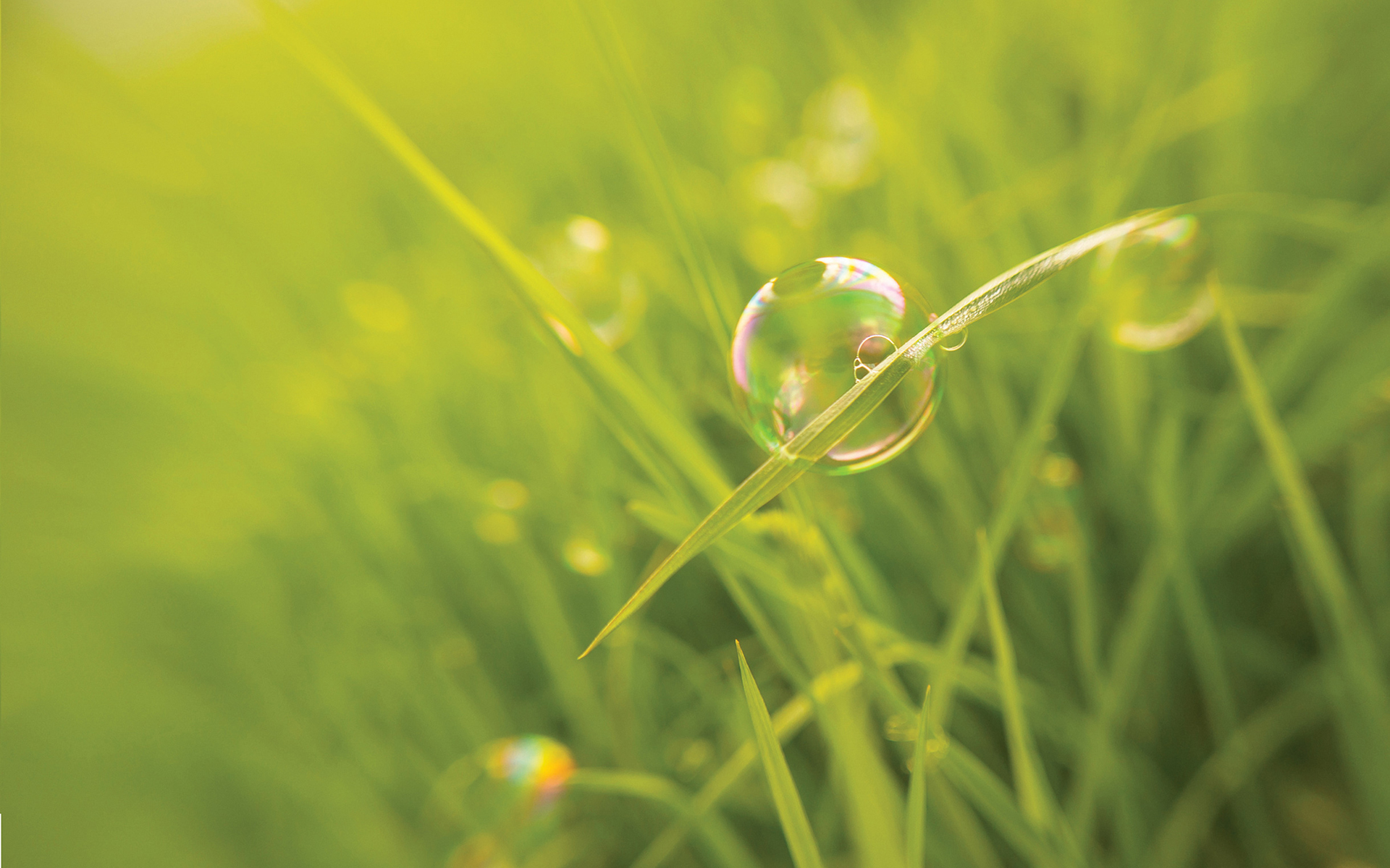 Обои трава, макро, размытость, мыльный пузырь, grass, macro, blur, bubble разрешение 1920x1200 Загрузить
