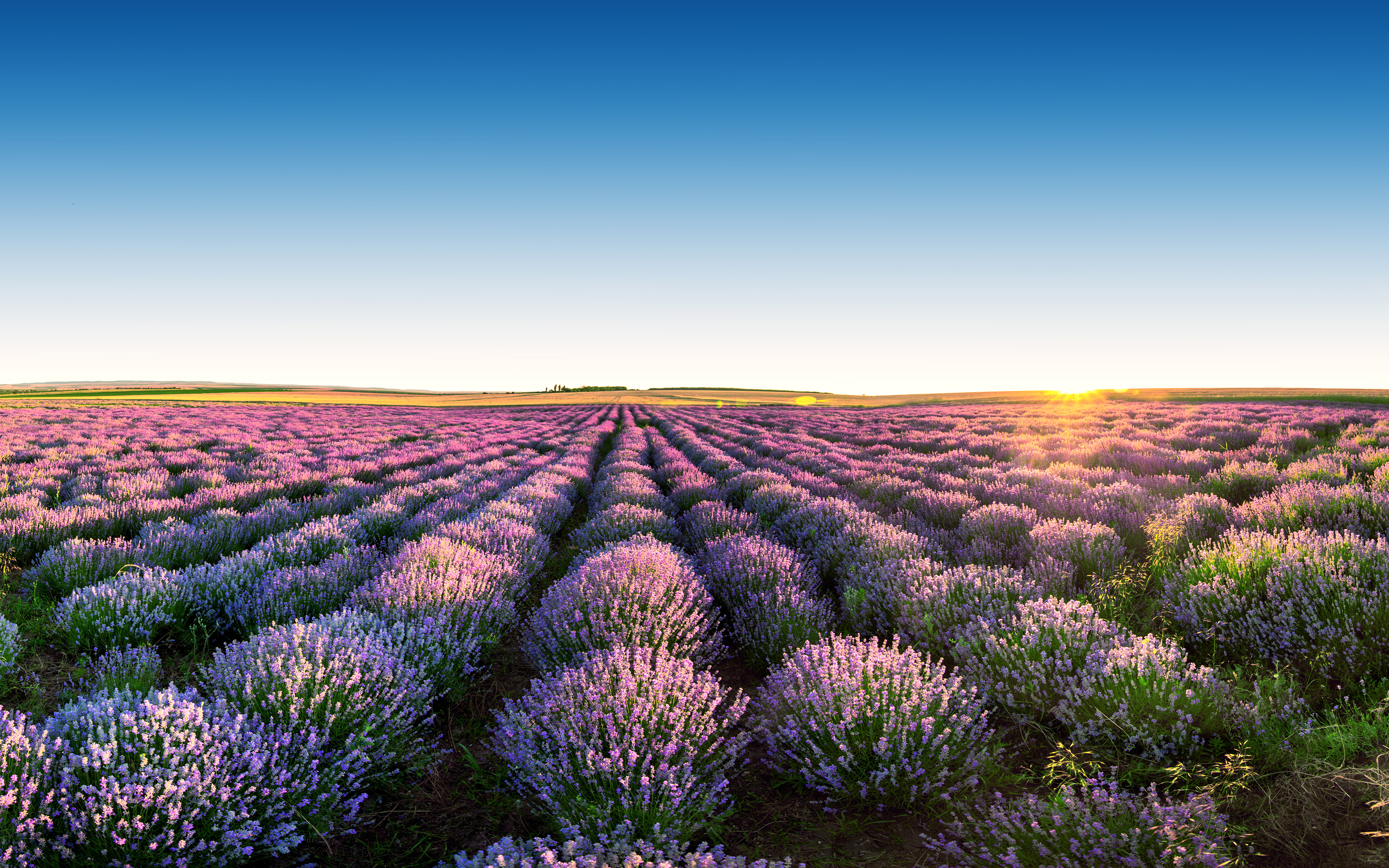Обои небо, цветы, пейзаж, поле, лаванда, горизонт, the sky, flowers, landscape, field, lavender, horizon разрешение 3840x2400 Загрузить