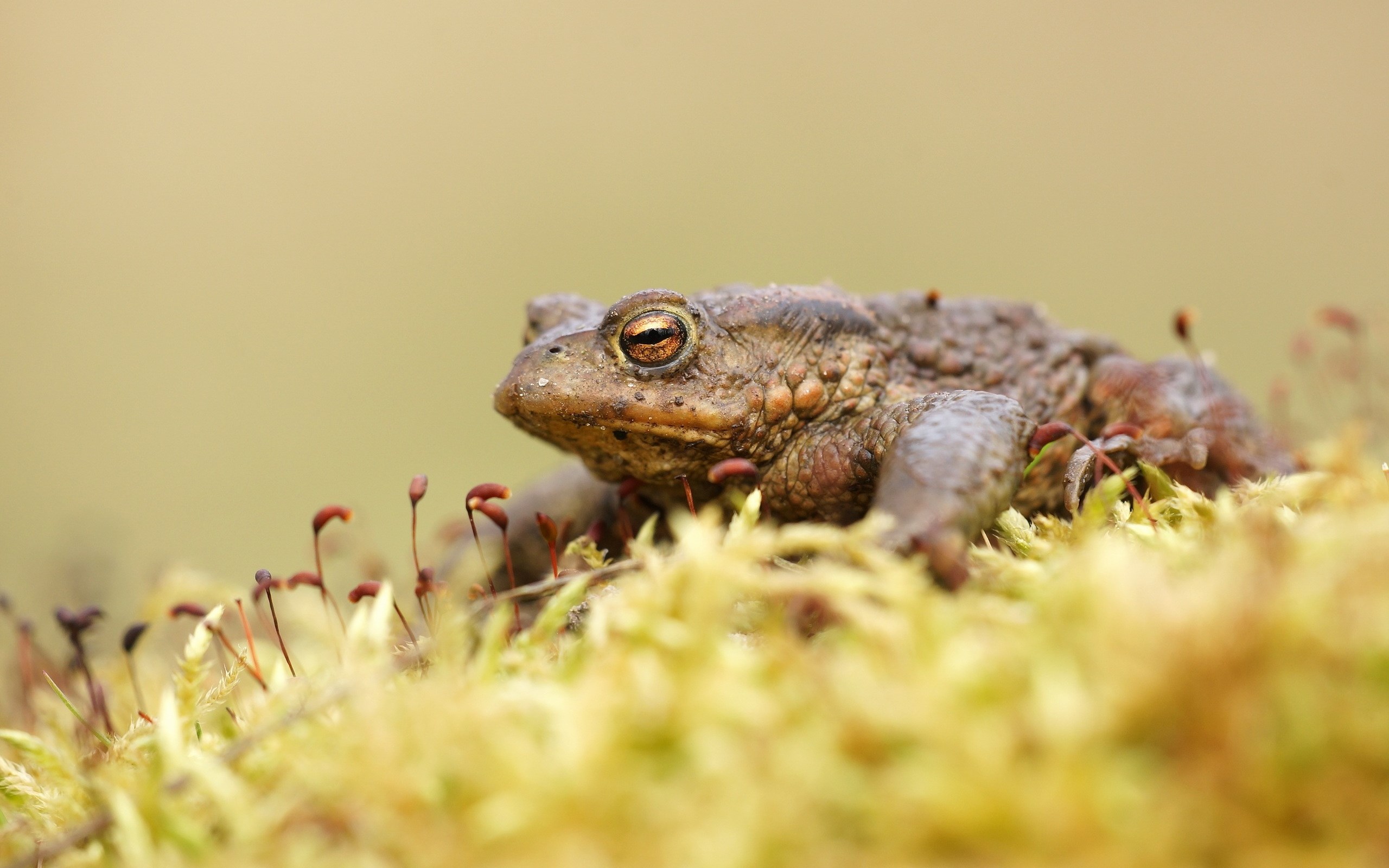 Обои лягушка, мох, жаба, земноводные, frog, moss, toad, amphibians разрешение 2560x1600 Загрузить