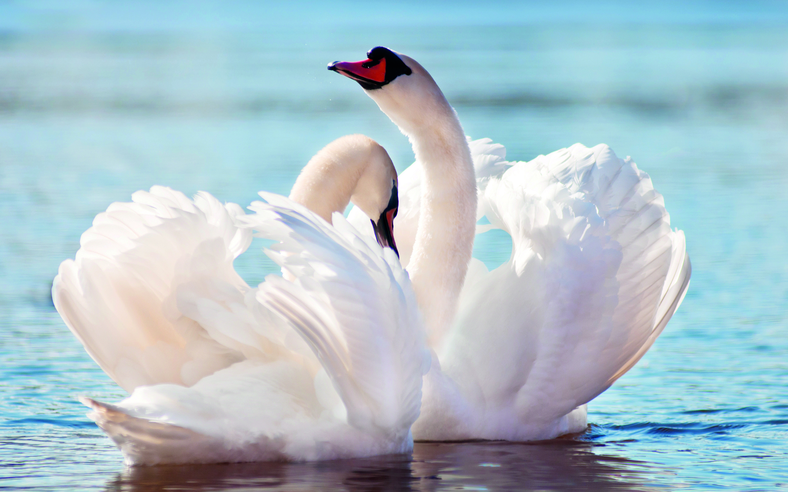 Обои вода, птицы, клюв, перья, лебеди, water, birds, beak, feathers, swans разрешение 2560x1600 Загрузить