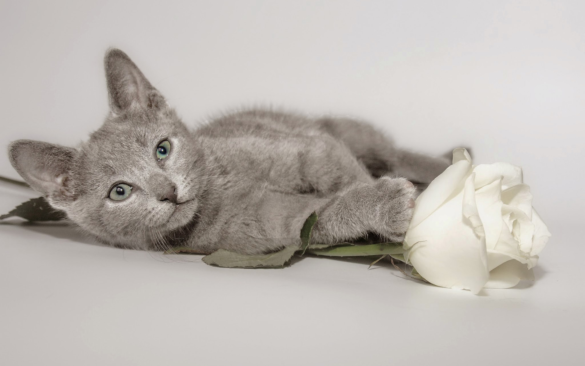 Обои цветок, кот, мордочка, роза, кошка, взгляд, котенок, flower, cat, muzzle, rose, look, kitty разрешение 1920x1200 Загрузить