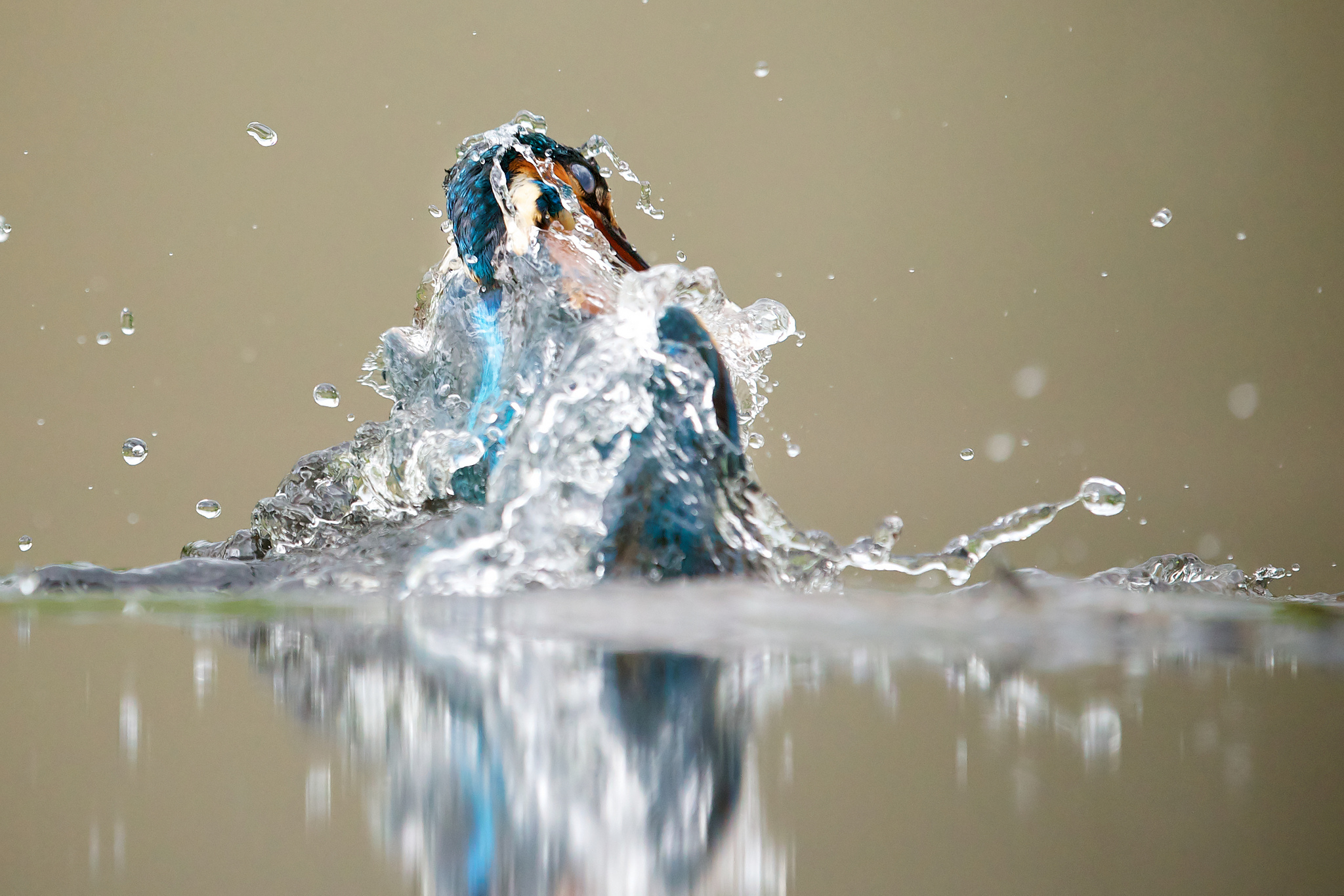 Тихий плеск воды. Брызги воды. Всплеск воды. Фотосессия с брызгами воды. Птица вода брызги.