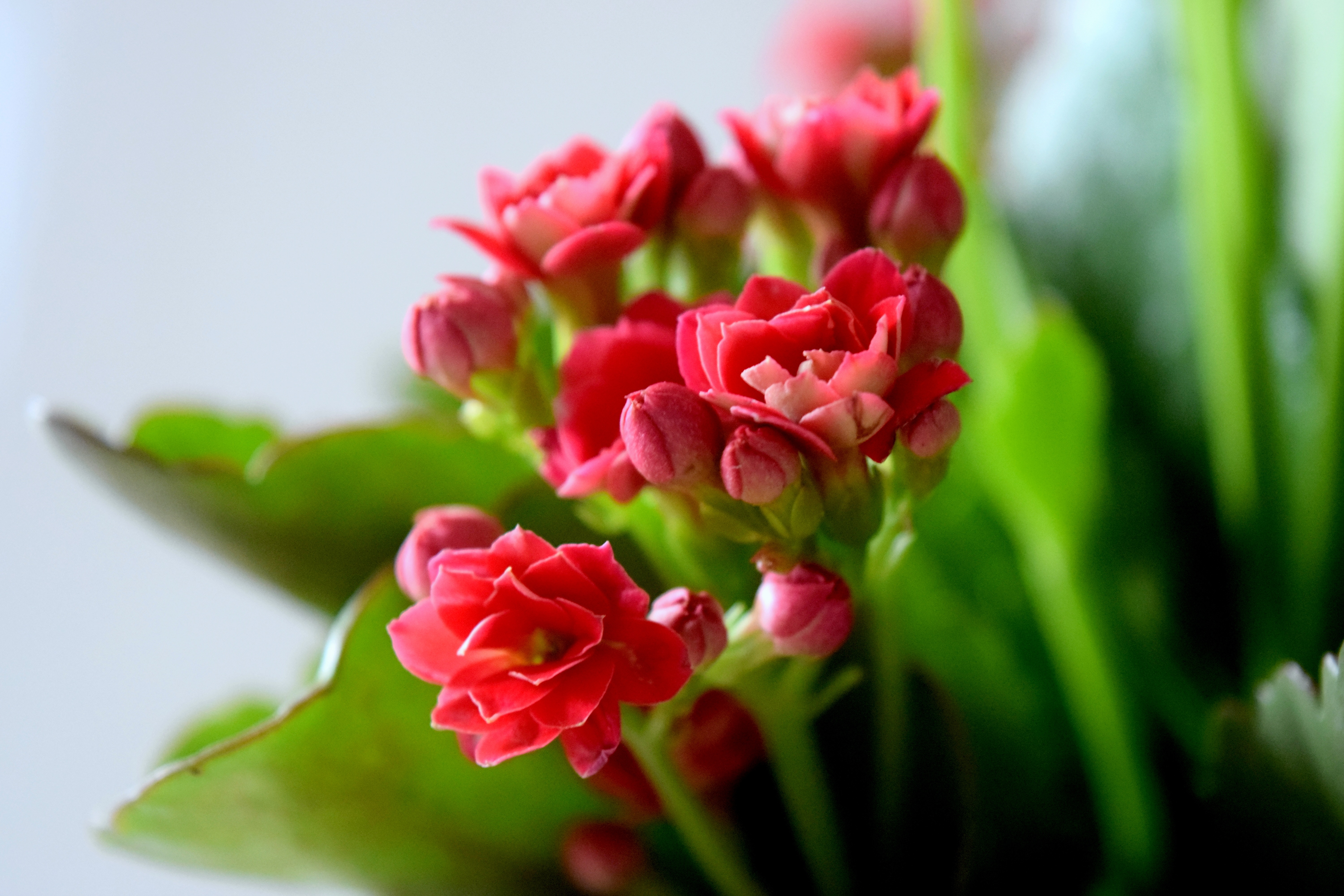 Обои цветы, лепестки, красные, flowers, petals, red разрешение 6000x4000 Загрузить