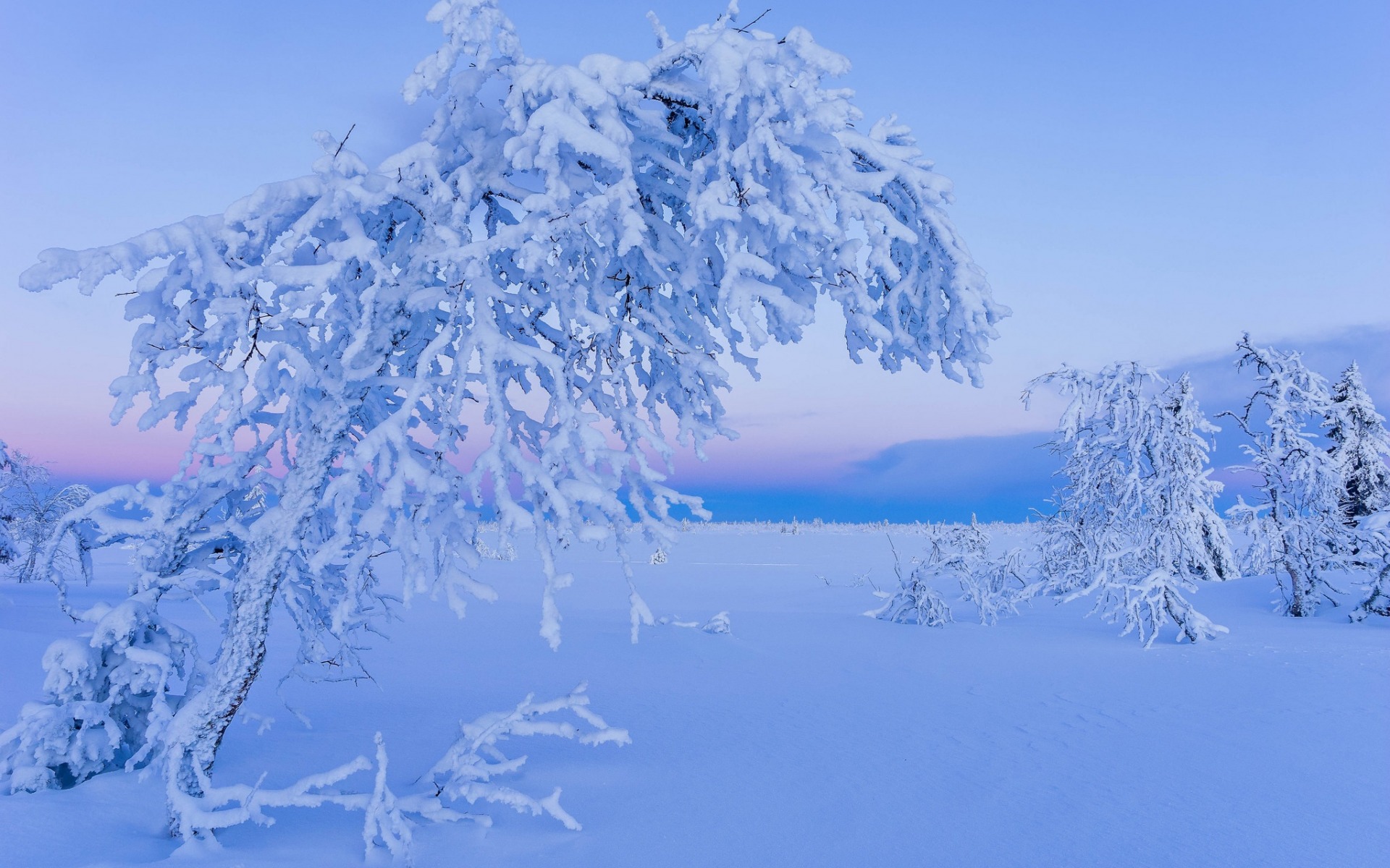 Обои деревья, снег, природа, зима, иней, лапландия, trees, snow, nature, winter, frost, lapland разрешение 1920x1200 Загрузить