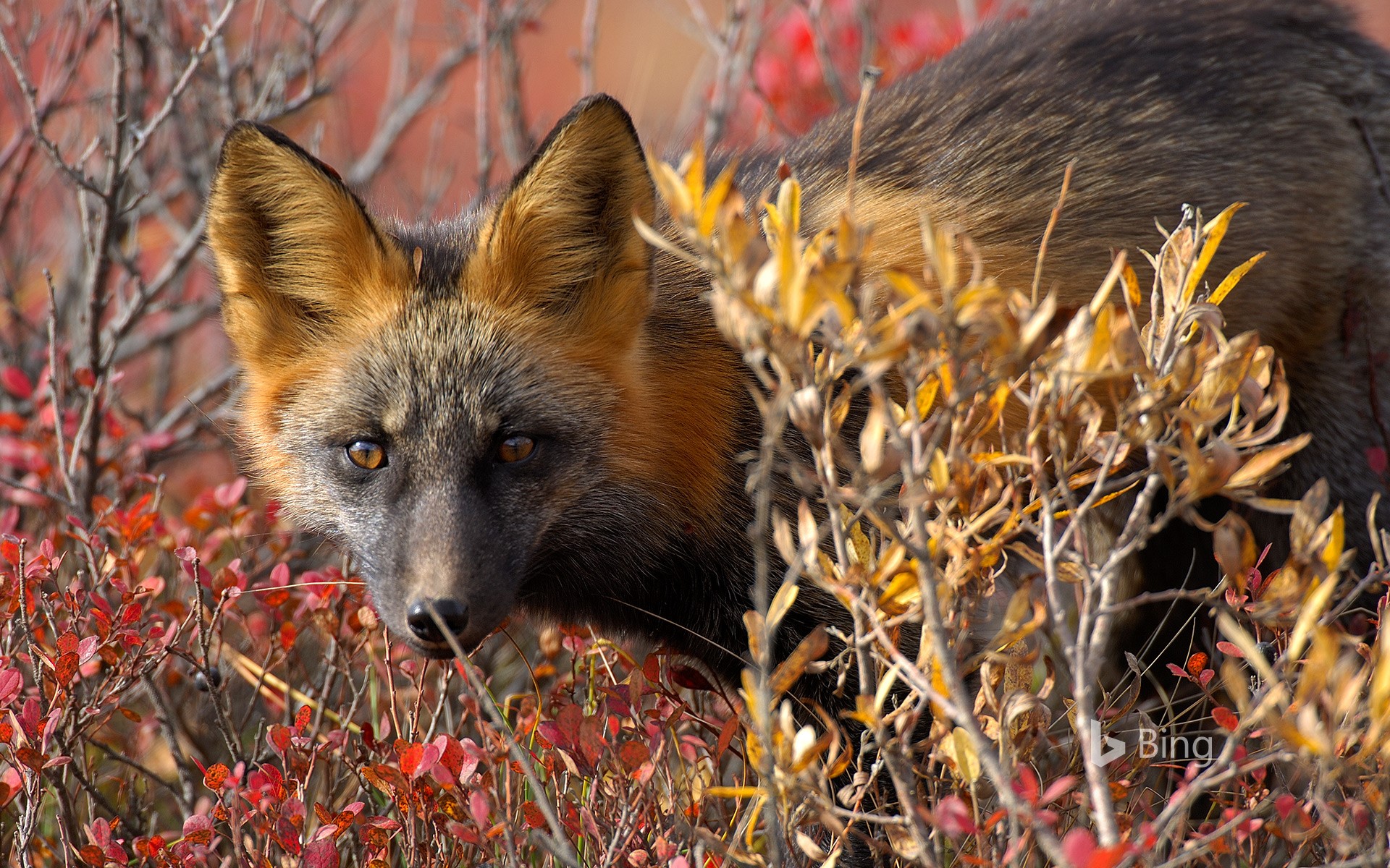 Обои глаза, природа, листья, взгляд, осень, лиса, лисица, канада, eyes, nature, leaves, look, autumn, fox, canada разрешение 1920x1200 Загрузить