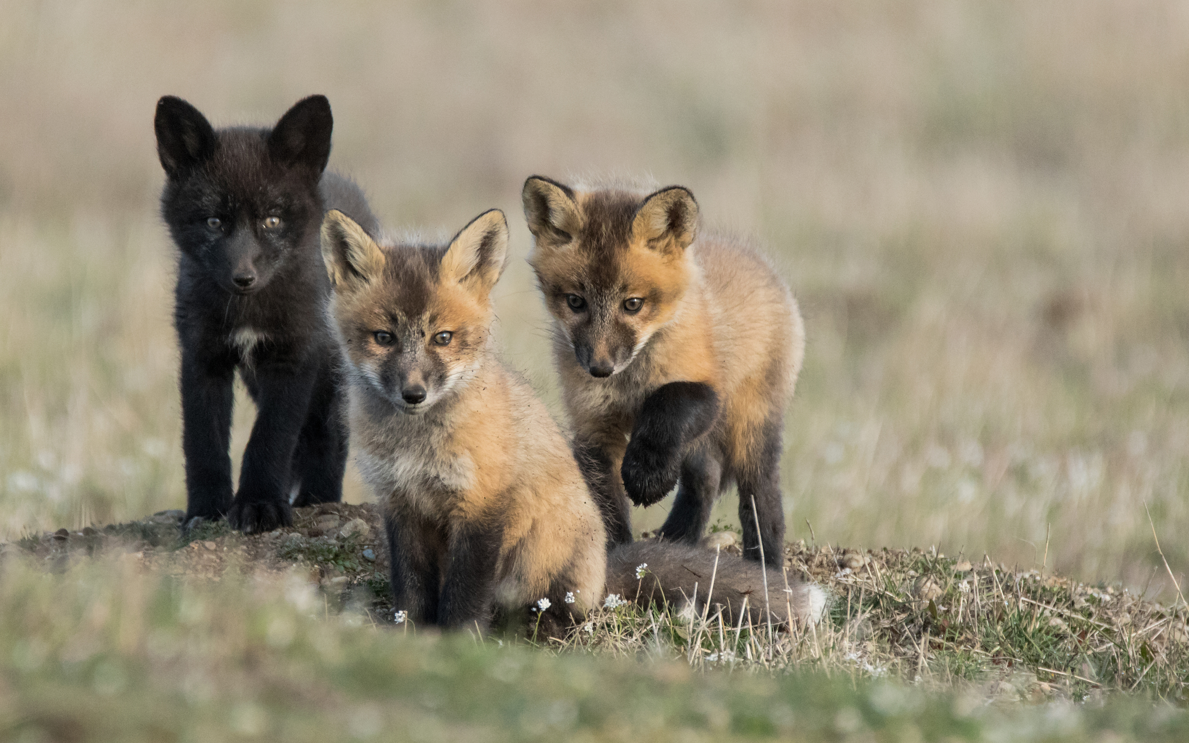 Обои семья, детеныши, лисята, лисы, family, cubs, fox разрешение 3840x2400 Загрузить