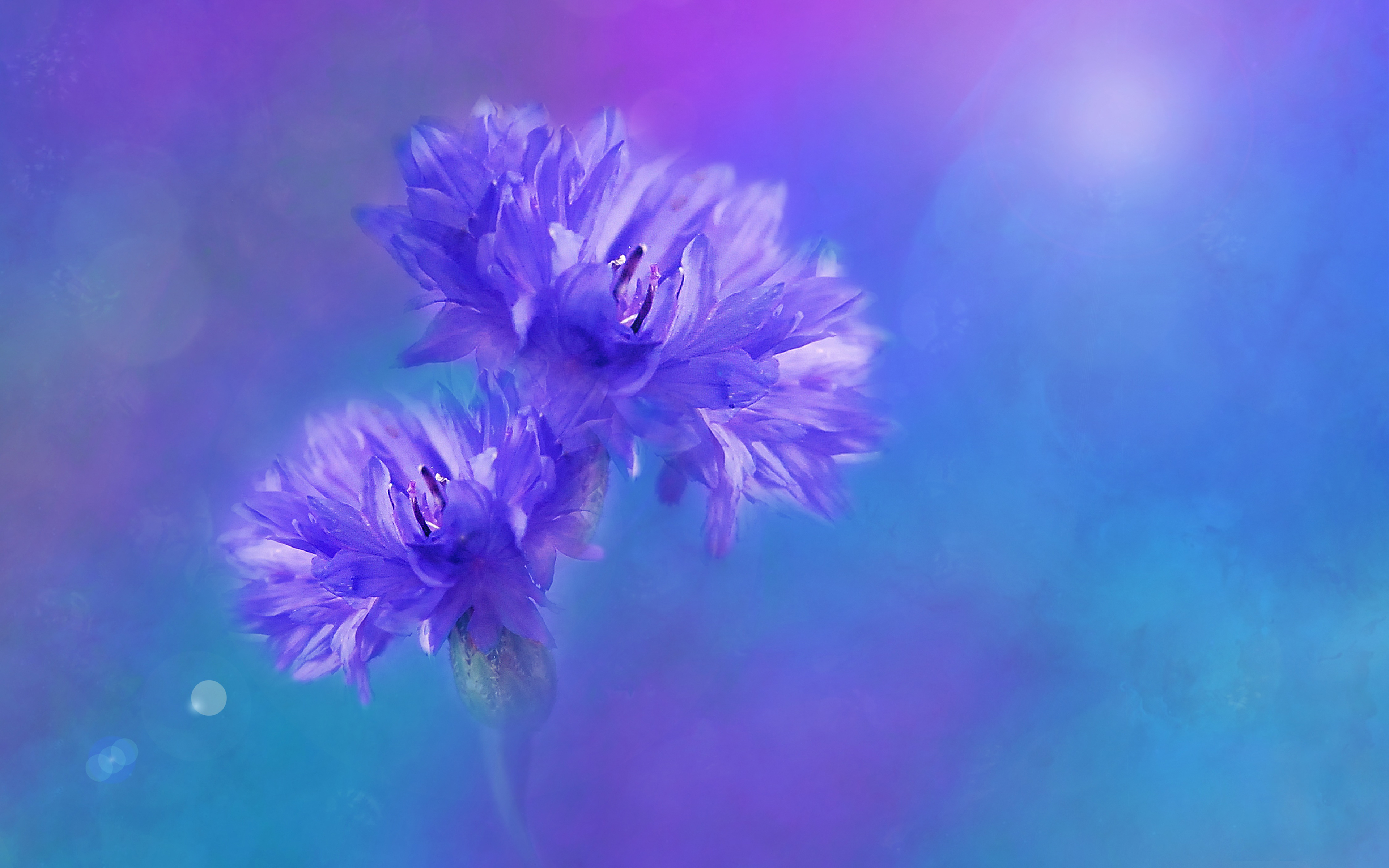 Cornflower Blue С†РІРµС‚