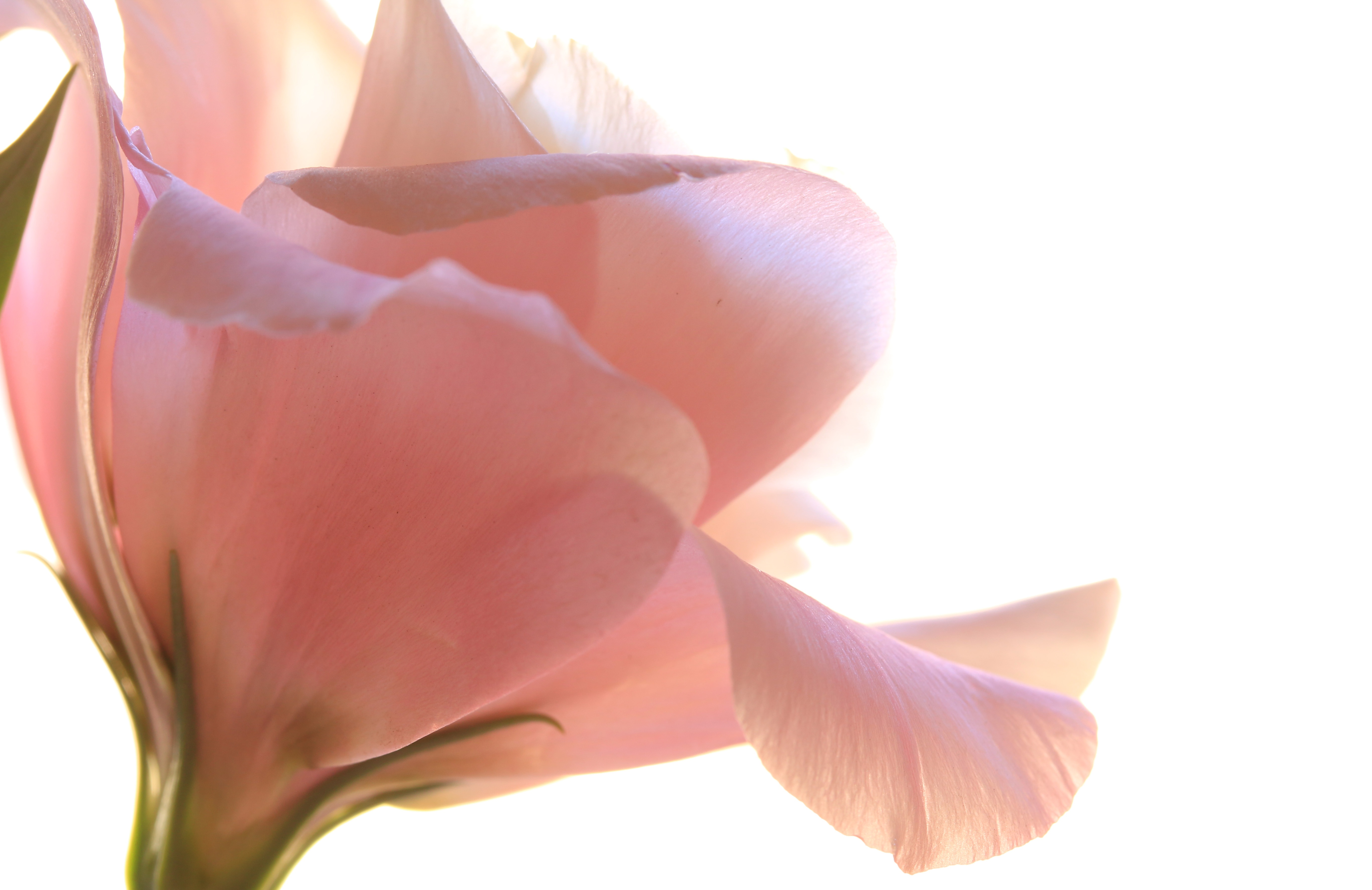 Обои цветок, лепестки, белый фон, эустома, flower, petals, white background, eustoma разрешение 5472x3552 Загрузить