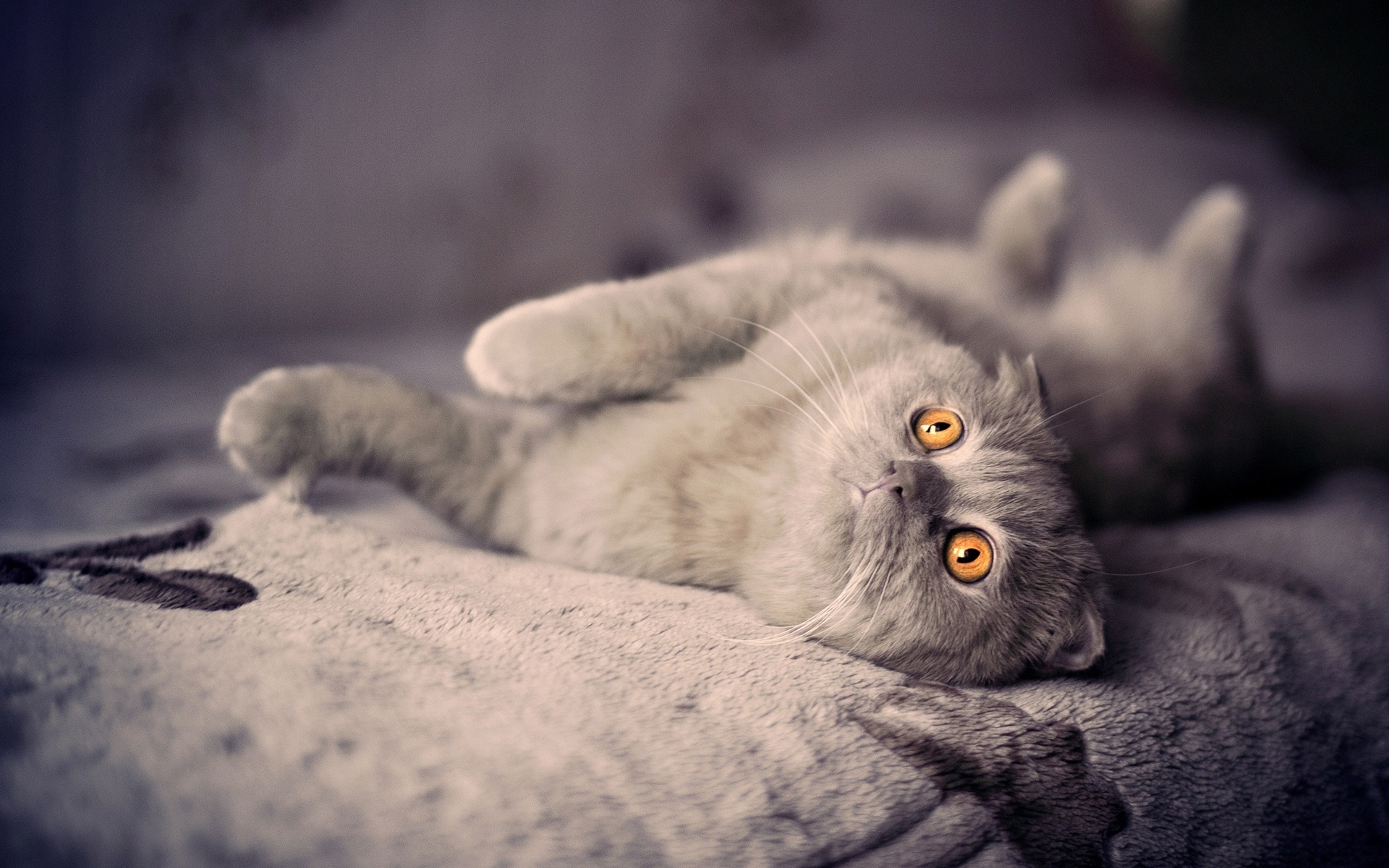 Обои кот, кошка, взгляд, котенок, кровать, лежа, британская короткошерстная, оранжевые глаза, cat, look, kitty, bed, lying, british shorthair, orange eyes разрешение 1920x1200 Загрузить