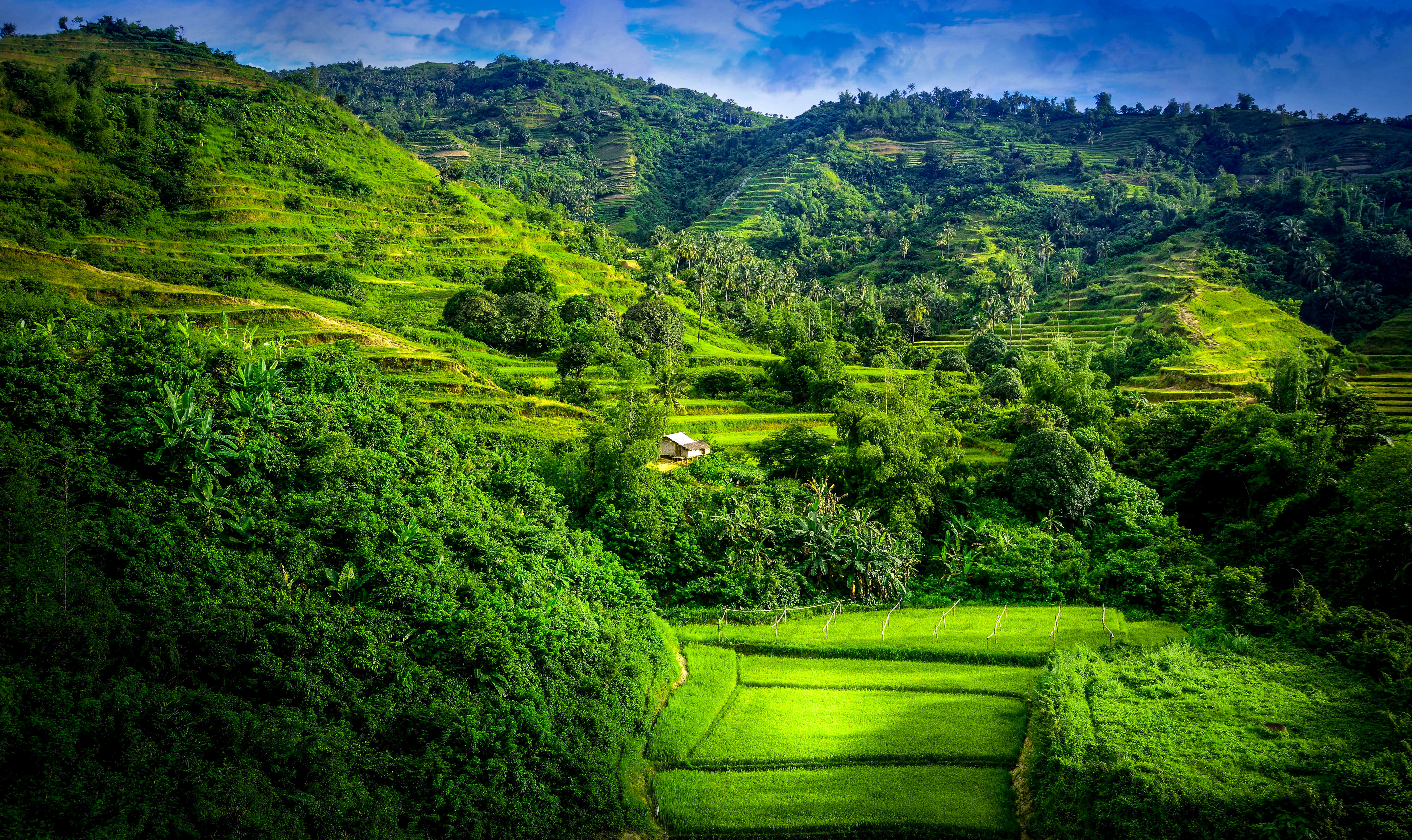 Горы поросшие лесом. Рисовые поля Вьетнам. Зеленые горы Филиппины. Зеленый пейзаж. Природа зелень.