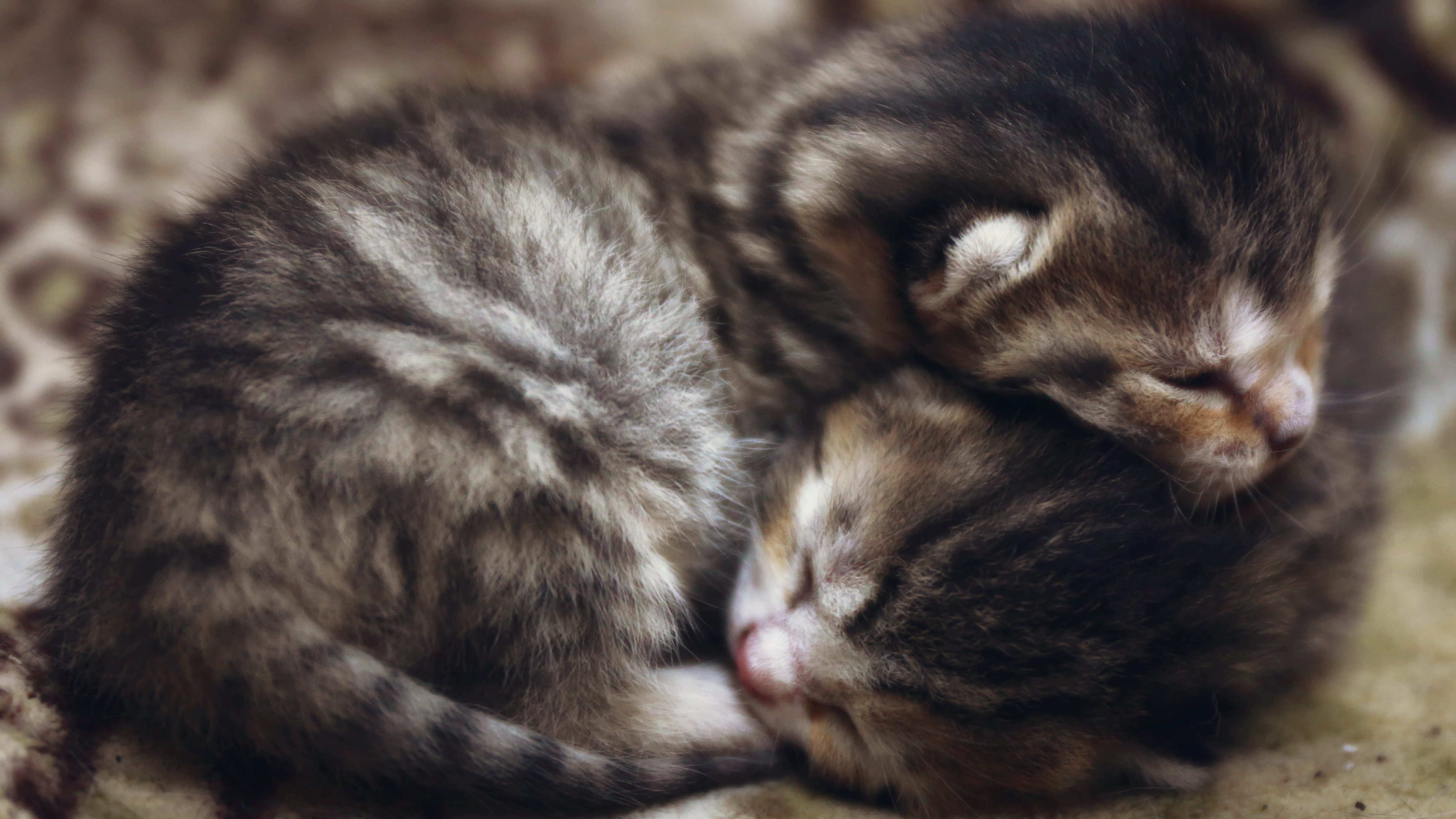 Пушистые котята спят. Маленький котенок. Маленькие котята два. Маленькие котята пушистые. Милые спящие котята.