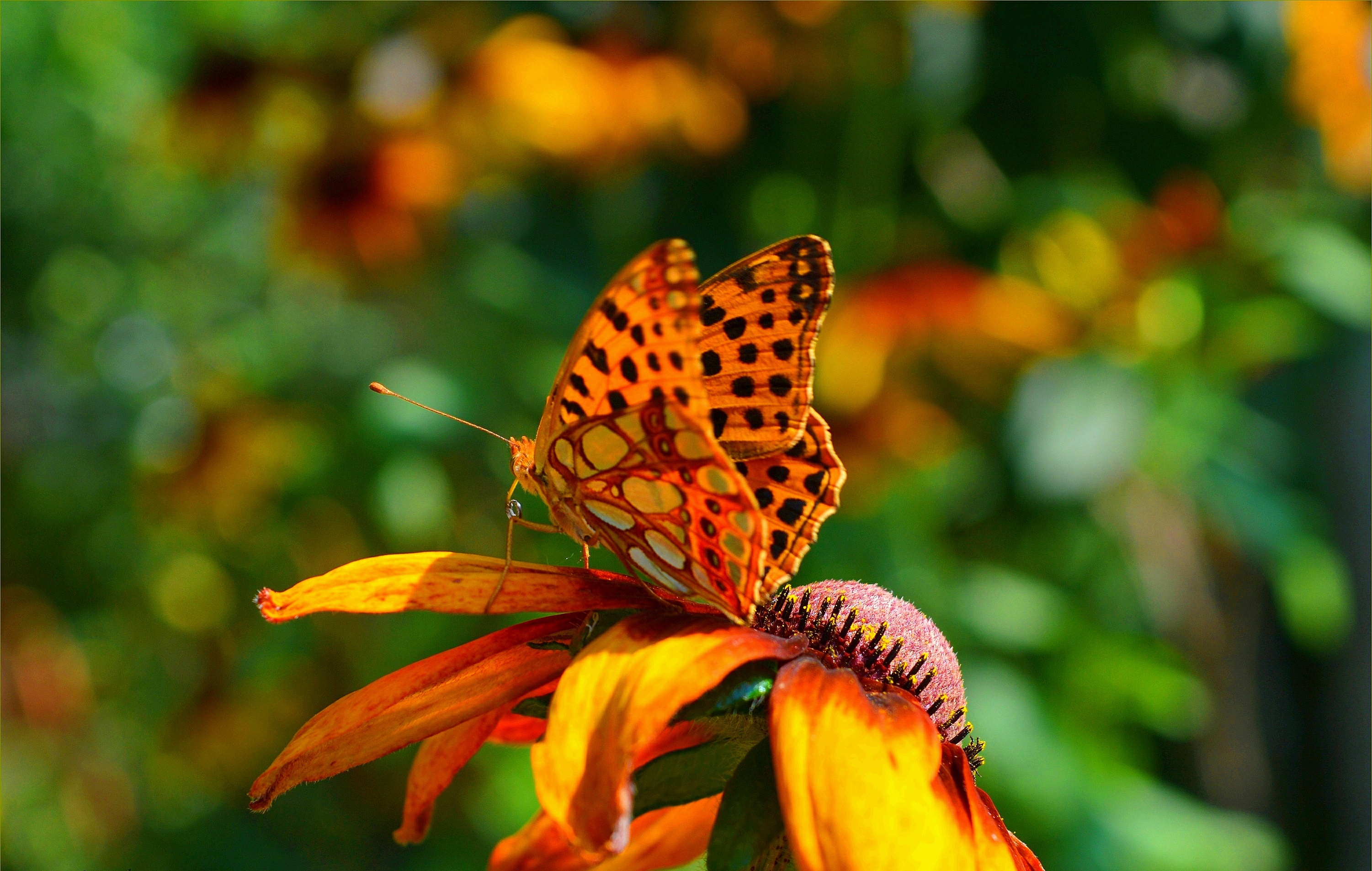 Лепесток крыло бабочки. Бабочка в высоком качестве. Бабочка на цветке фото. Оранжевые бабочки обои. Красота бабочек высокого разрешения.
