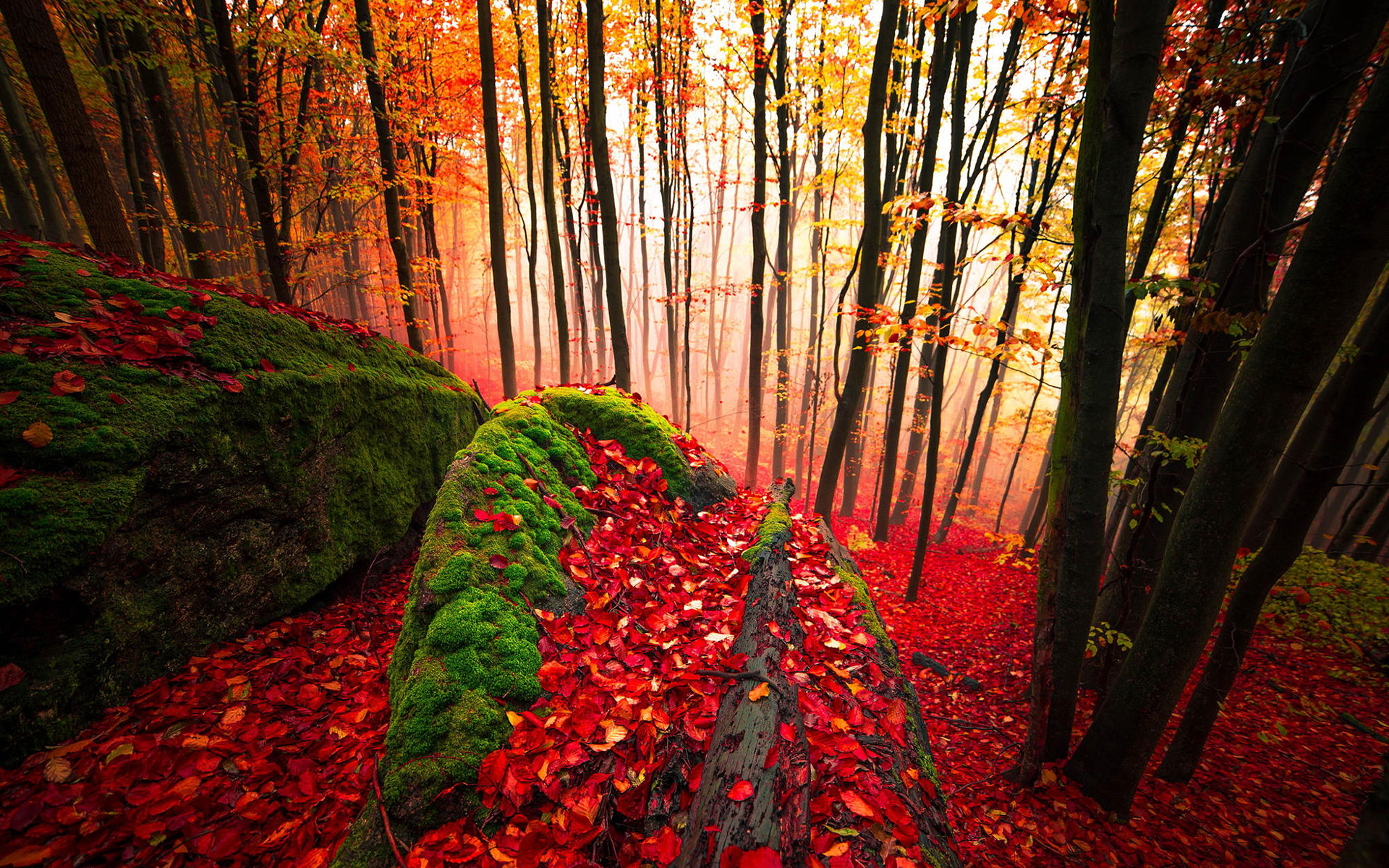 Обои деревья, лес, листья, стволы, осень, мох, trees, forest, leaves, trunks, autumn, moss разрешение 1920x1200 Загрузить