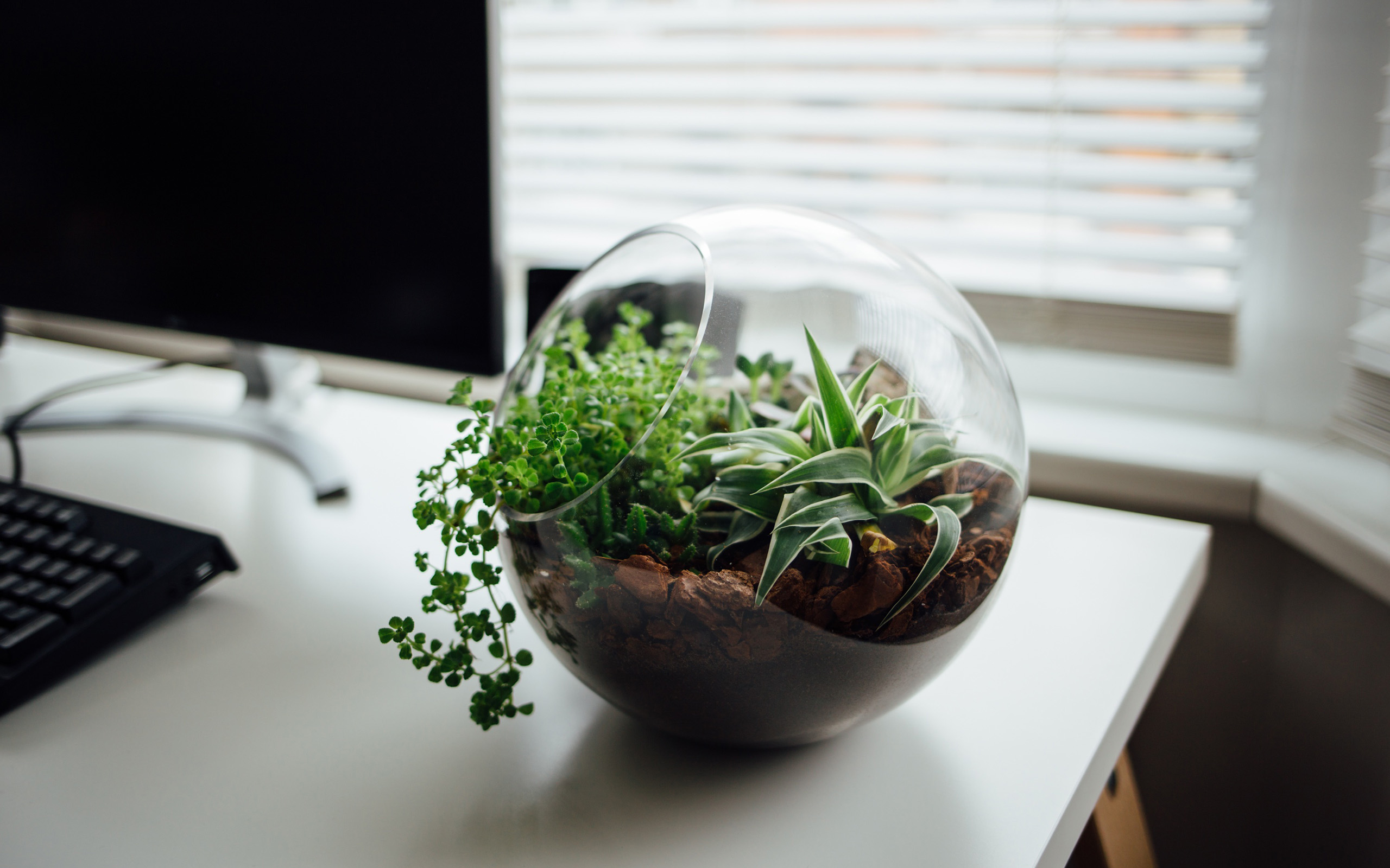 Комнатные Растения Для Офиса