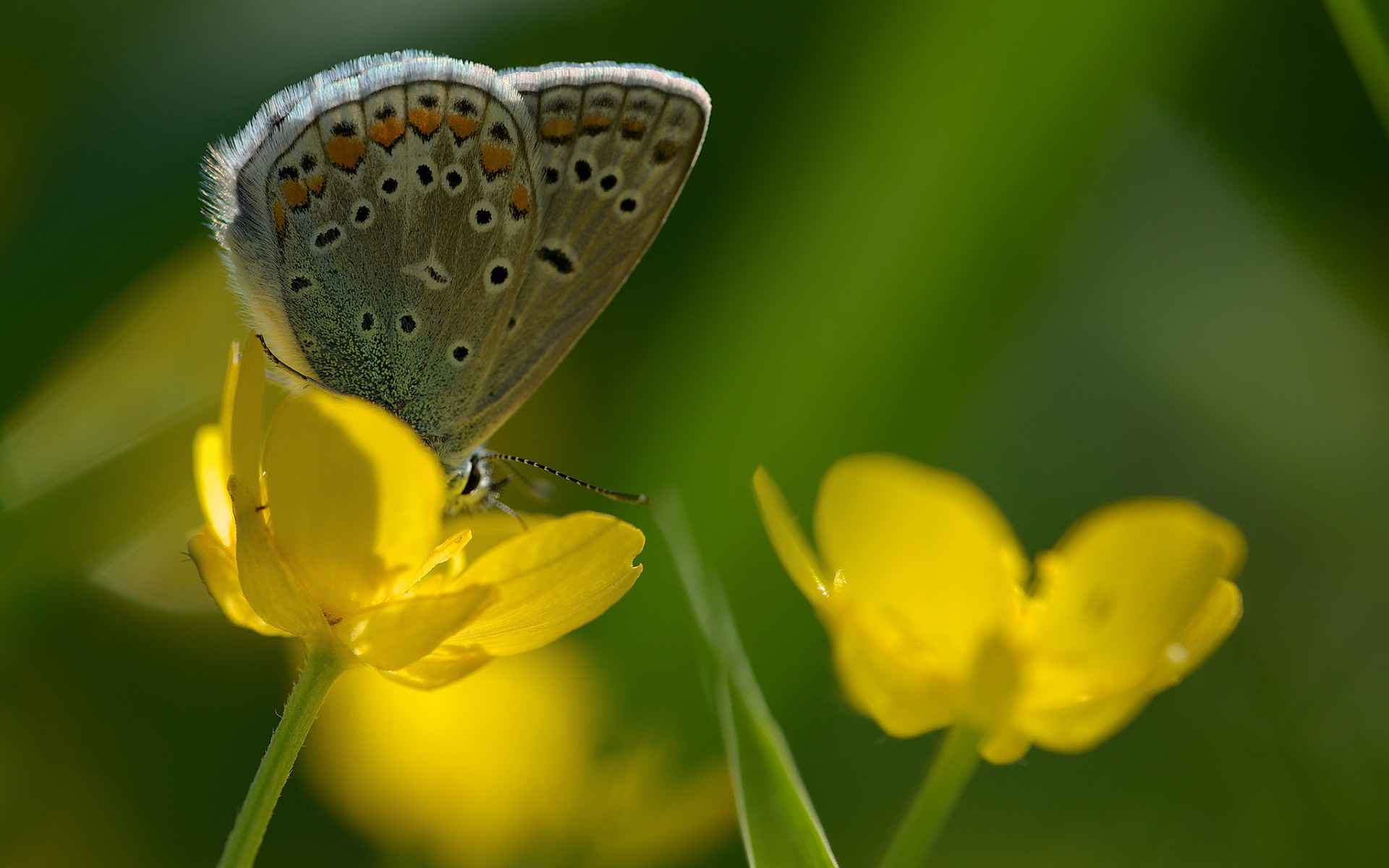 Пыльца крылья. Пыльца бабочки. Бабочка собирает пыльцу. Бабочка питается нектаром. Пыльца на крыльях бабочек.