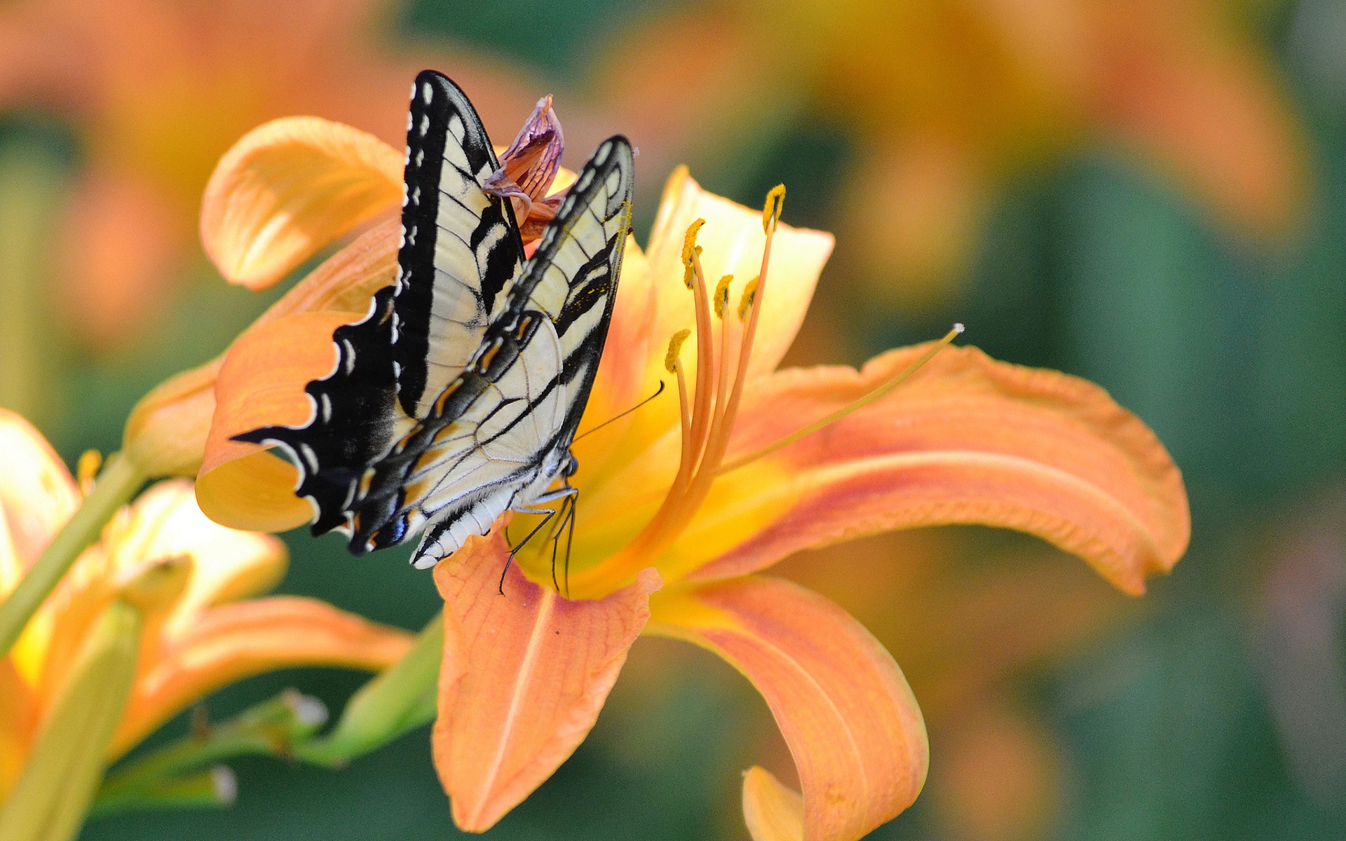 Обои насекомое, цветок, бабочка, крылья, лилия, insect, flower, butterfly, wings, lily разрешение 1920x1200 Загрузить