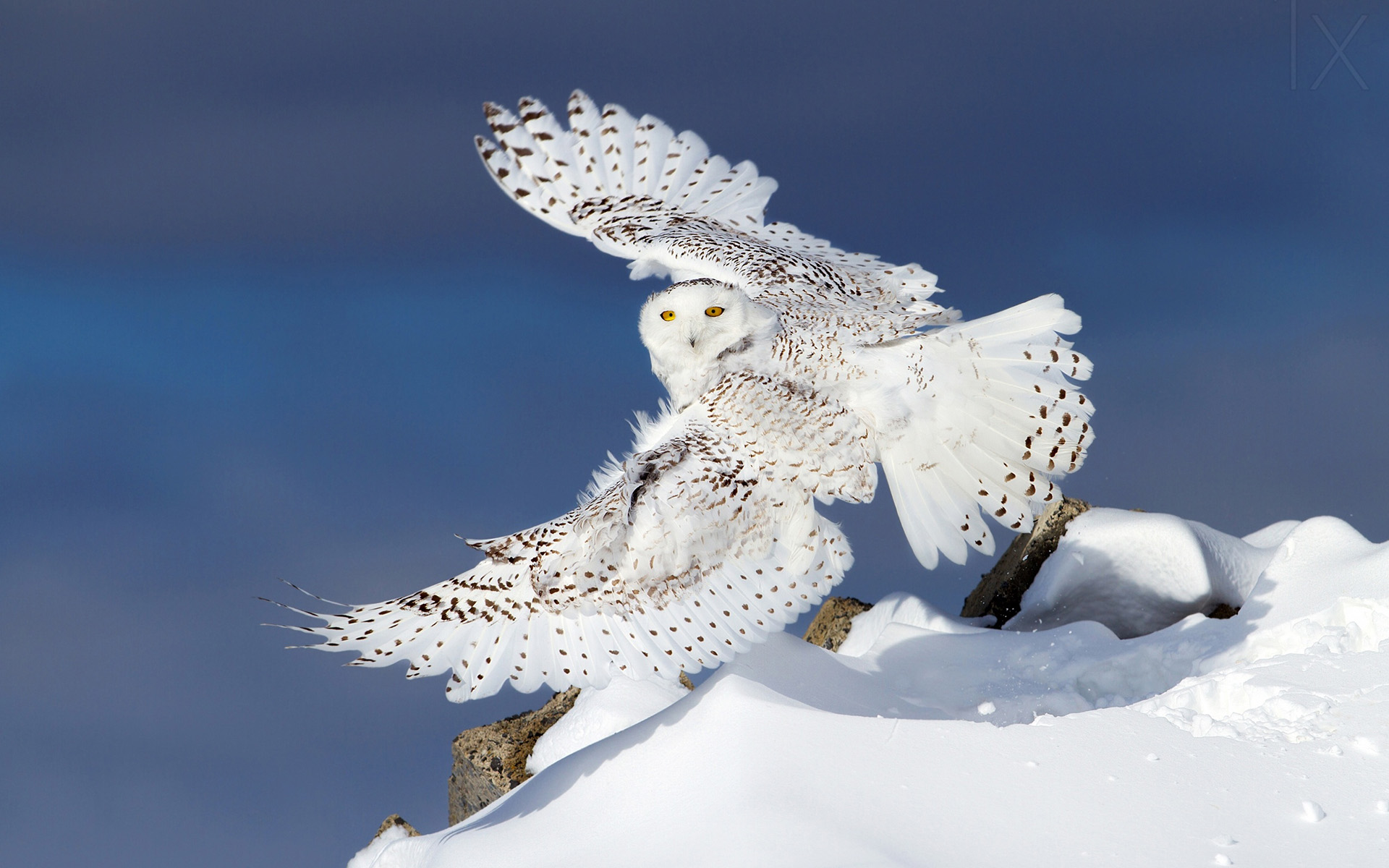 Обои сова, снег, зима, крылья, полярная сова, белая сова, owl, snow, winter, wings, snowy owl, white owl разрешение 1920x1200 Загрузить