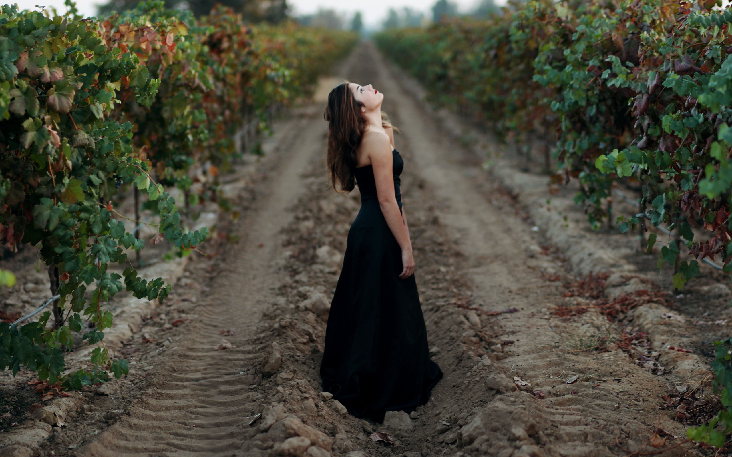 Обои дорога, девушка, настроение, лоза, черное платье, виноградник, road, girl, mood, vine, black dress, vineyard разрешение 2560x1600 Загрузить