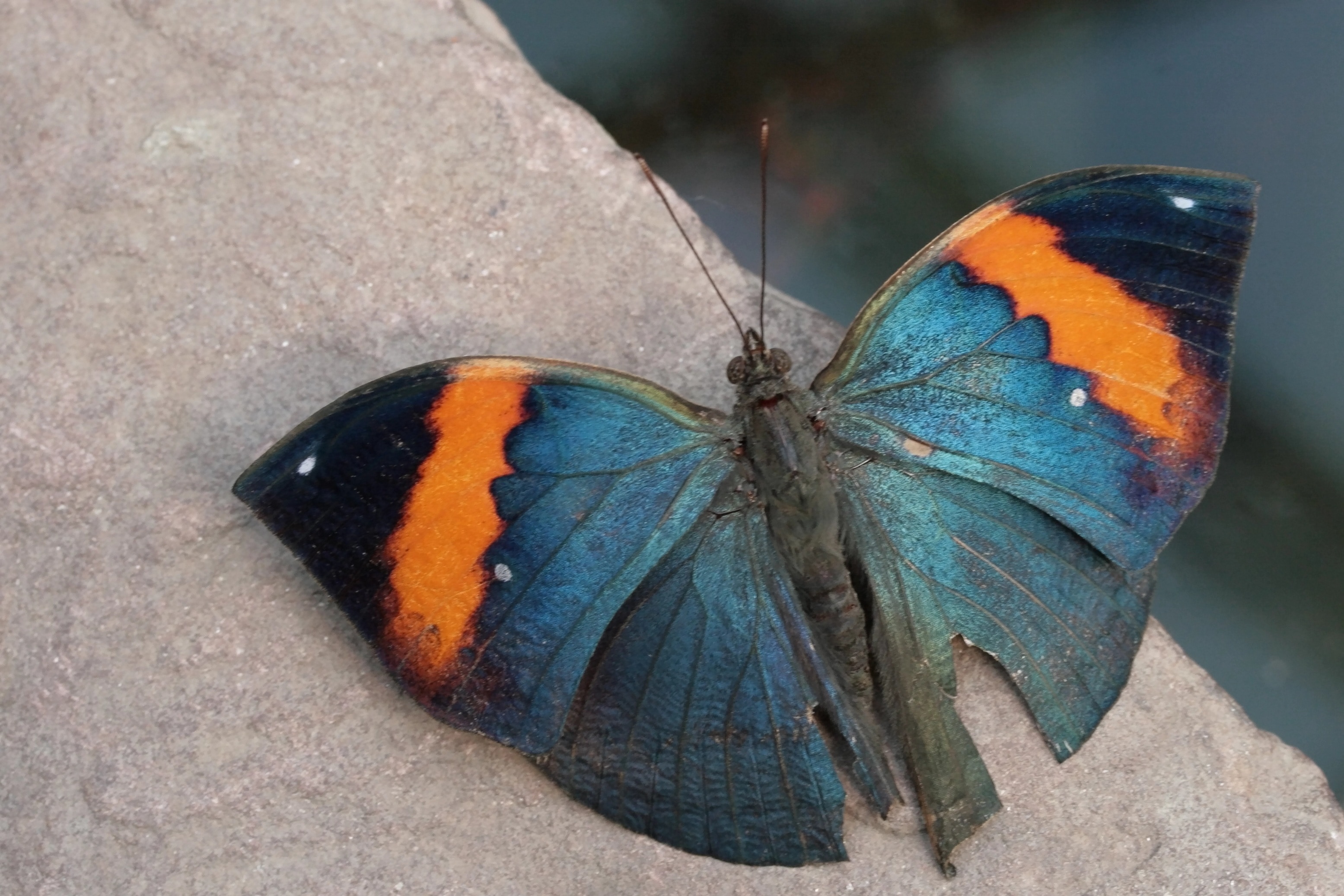 Разные крылья бабочек. Бабочка kallima inachus. Палос Вердес синий бабочка. Бабочка голубая с оранжевым. Крылья бабочки.