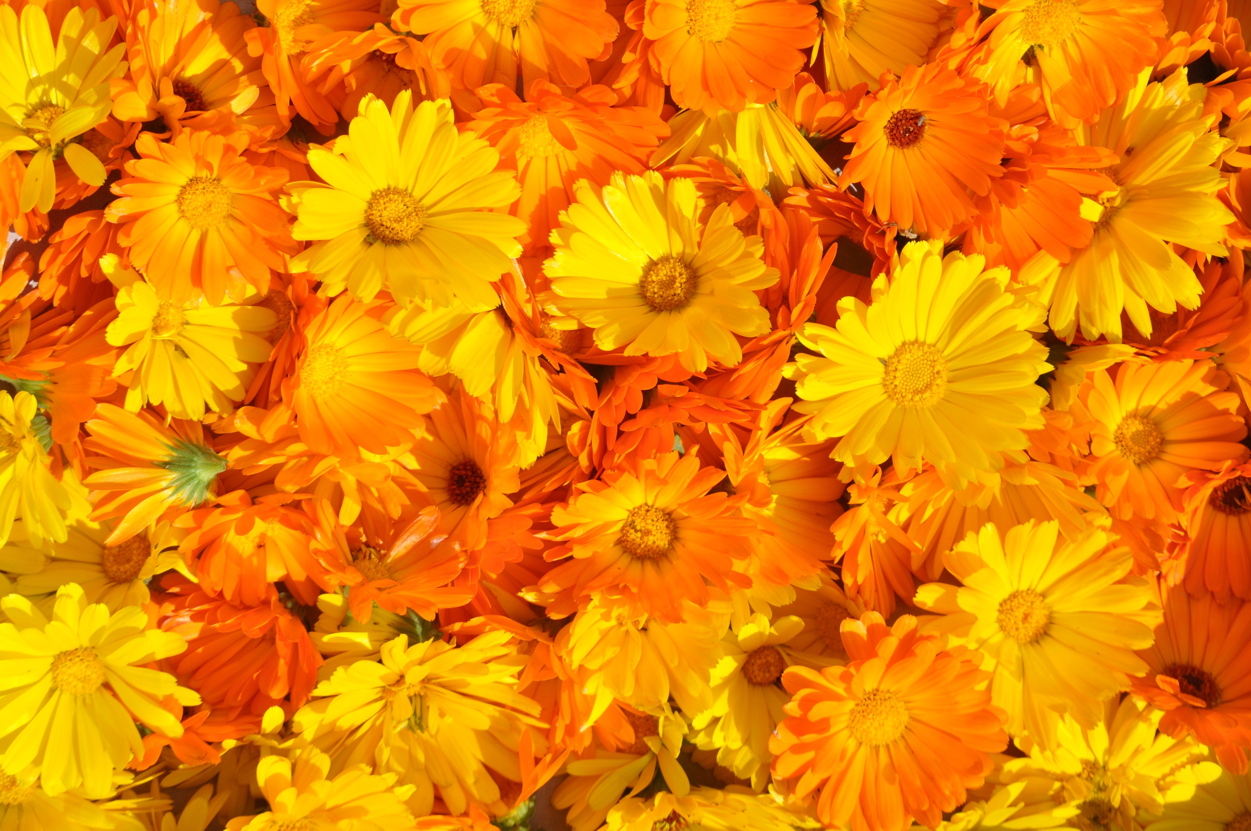Оранжевые картинки. Календула Кальта. Оранжевый цветок календула. Календула, лепестки. Желтые ноготки цветы.