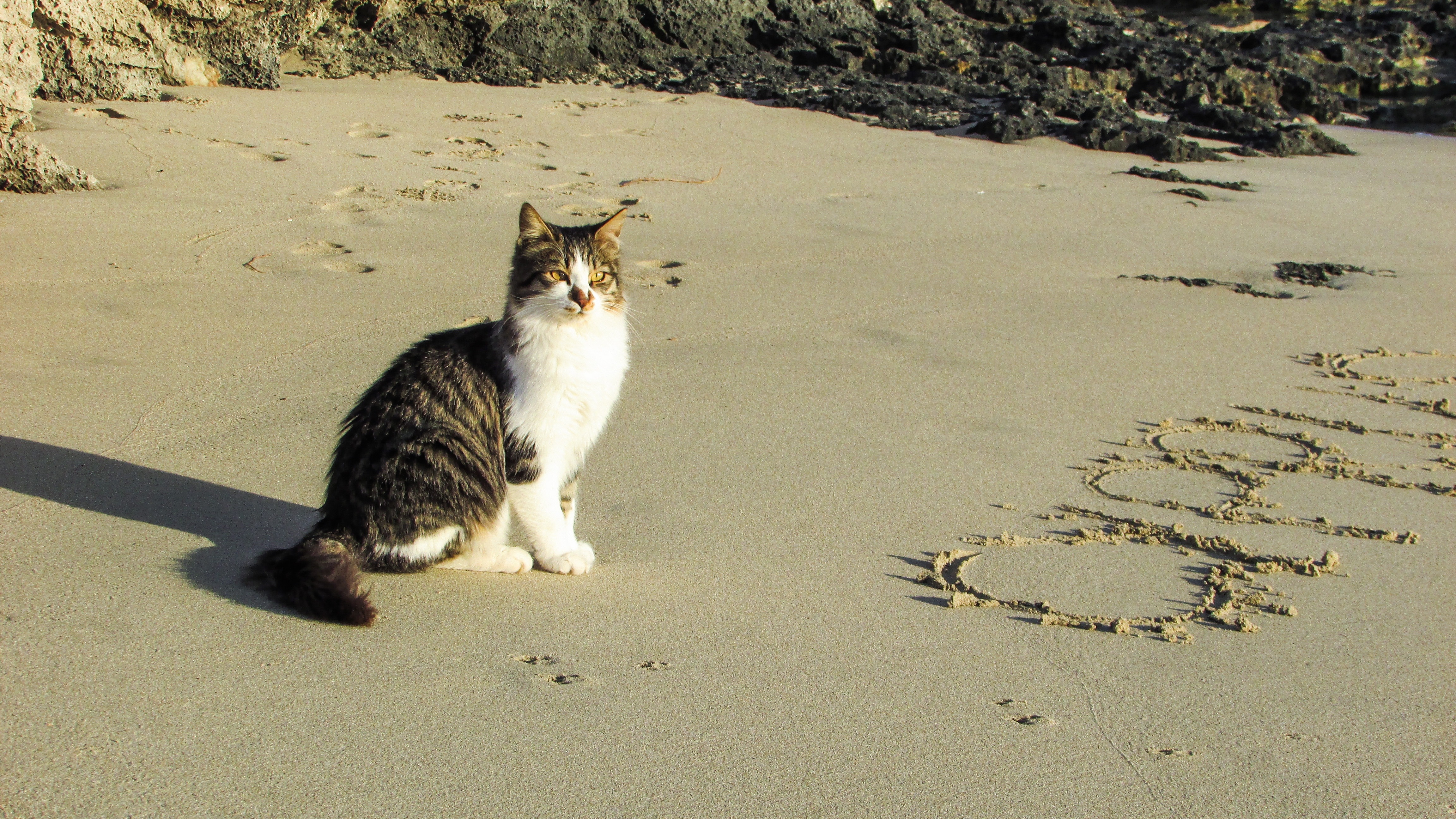 Обои море, песок, пляж, кот, мордочка, кошка, взгляд, животное, sea, sand, beach, cat, muzzle, look, animal разрешение 4608x2592 Загрузить