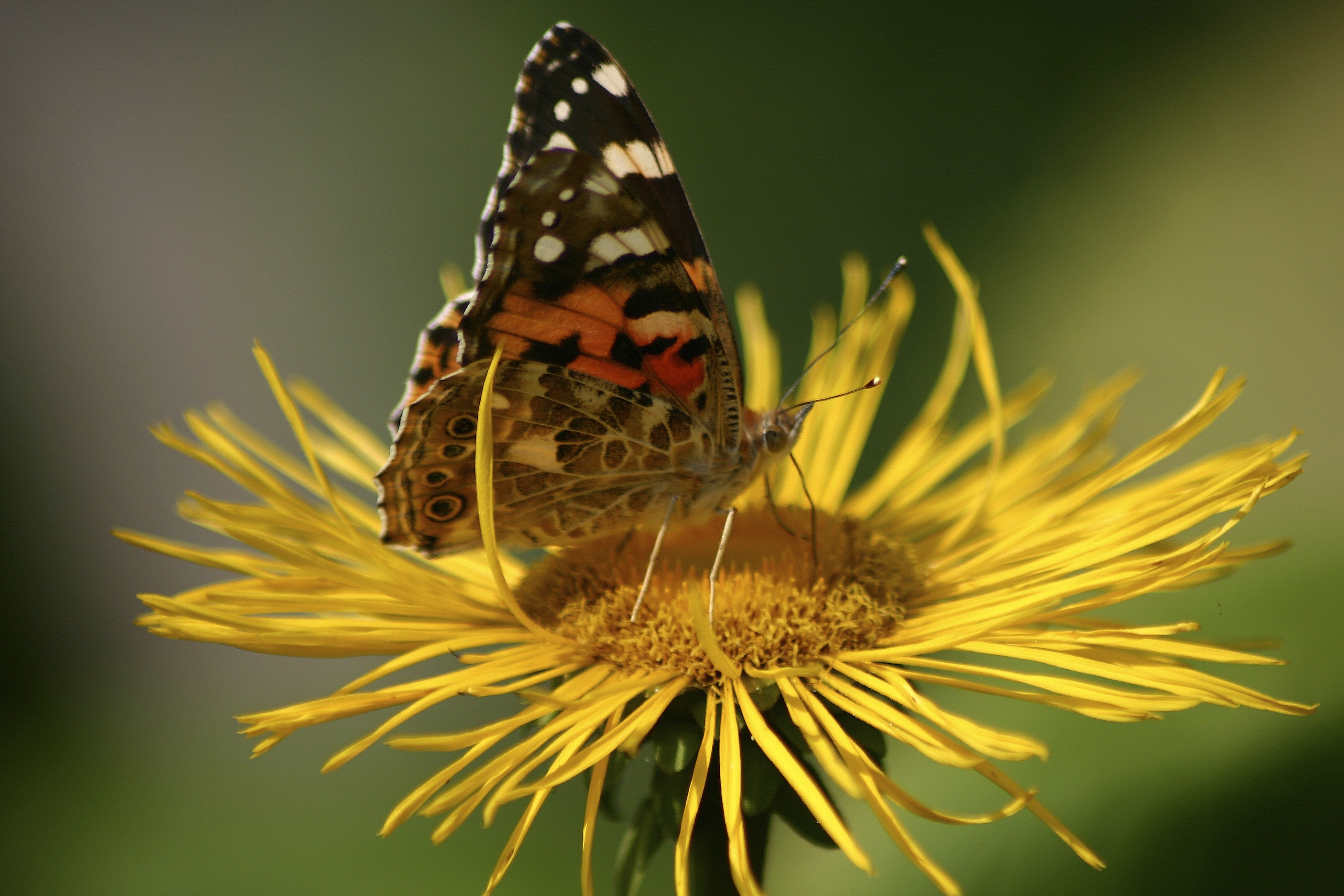 Крылья бабочки растение. Бабочка Джо. Beautiful Green Butterfly. Бабочки Jo Jo.