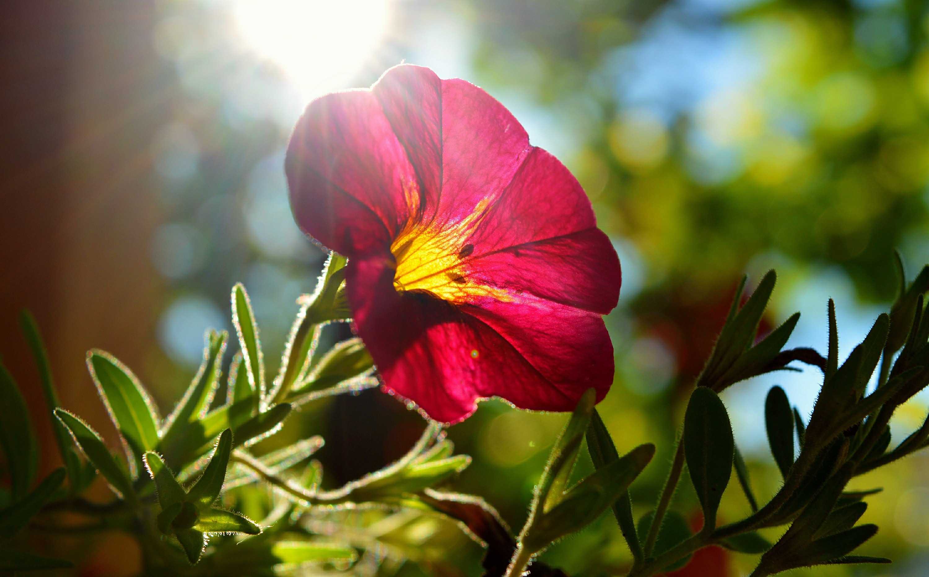 Обои листья, цветок, лепестки, солнечные лучи, мальва, leaves, flower, petals, the sun's rays, mallow разрешение 3000x1864 Загрузить