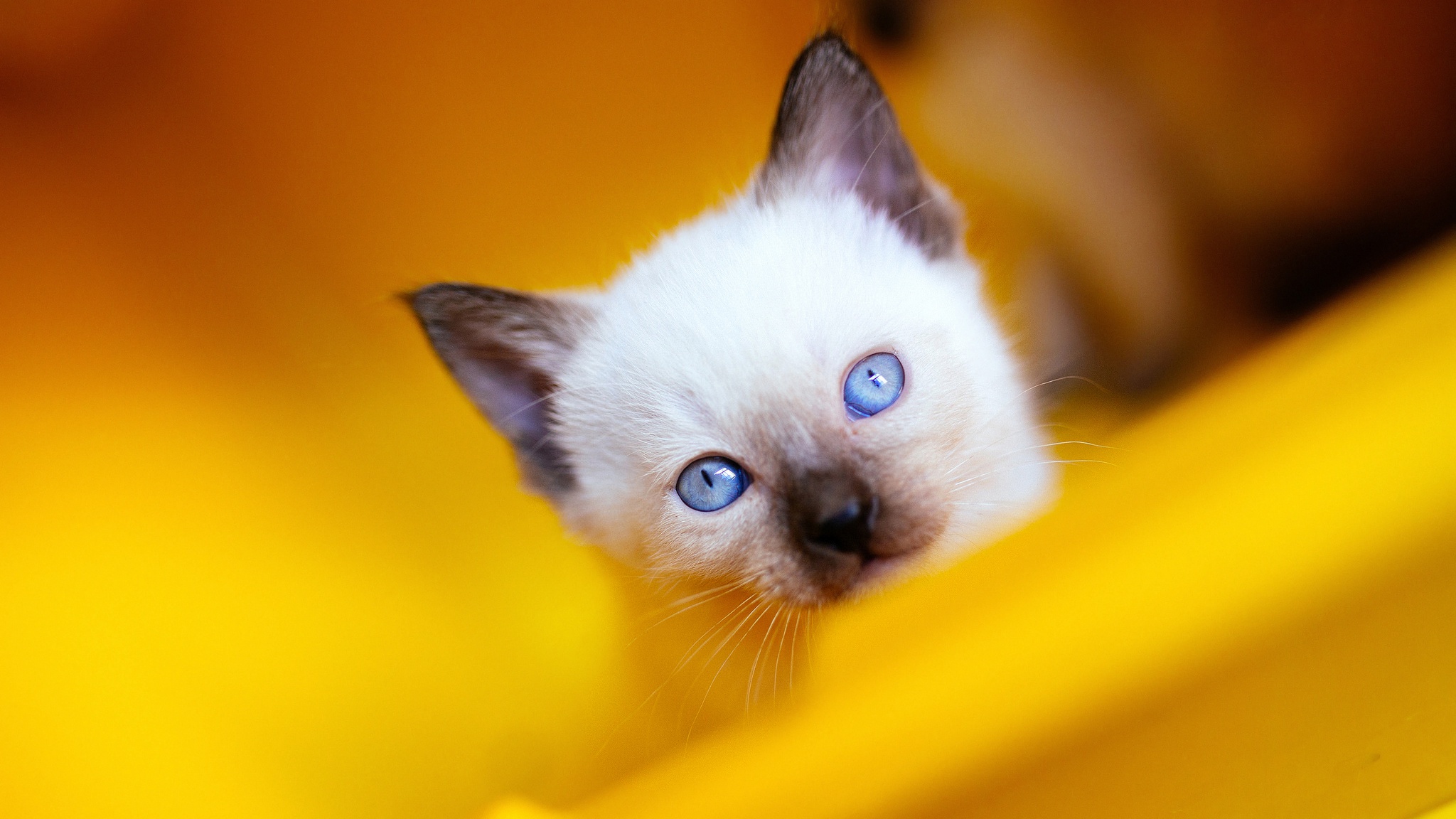 Котята с желтыми глазами
