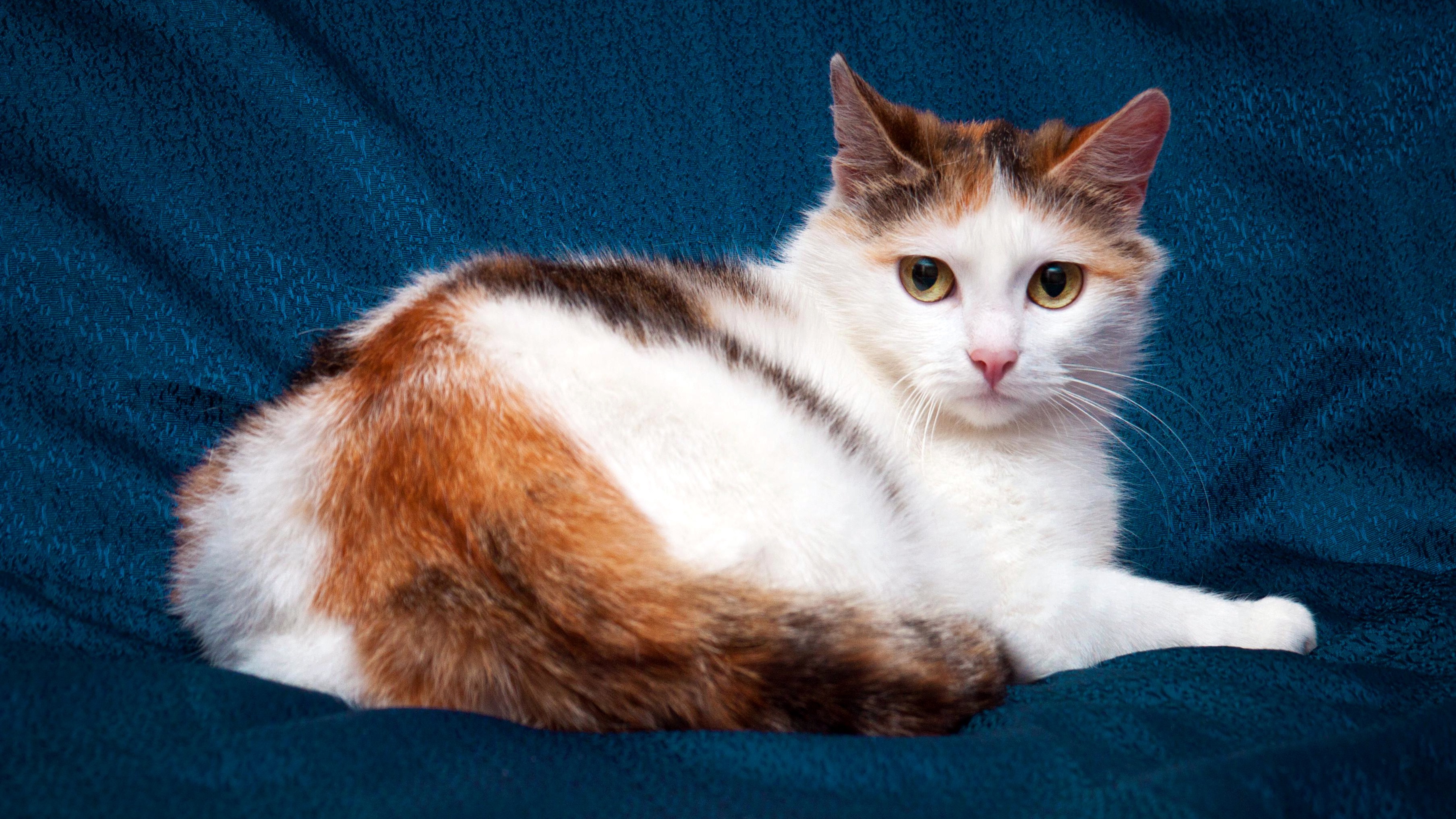 Кошка черная с рыжими пятнами порода. Сибирская кошка трехцветная короткошерстная. Турецкий Ван короткошерстный трехцветный. Ангорская кошка трехцветная. Порода кошек Арлекин.